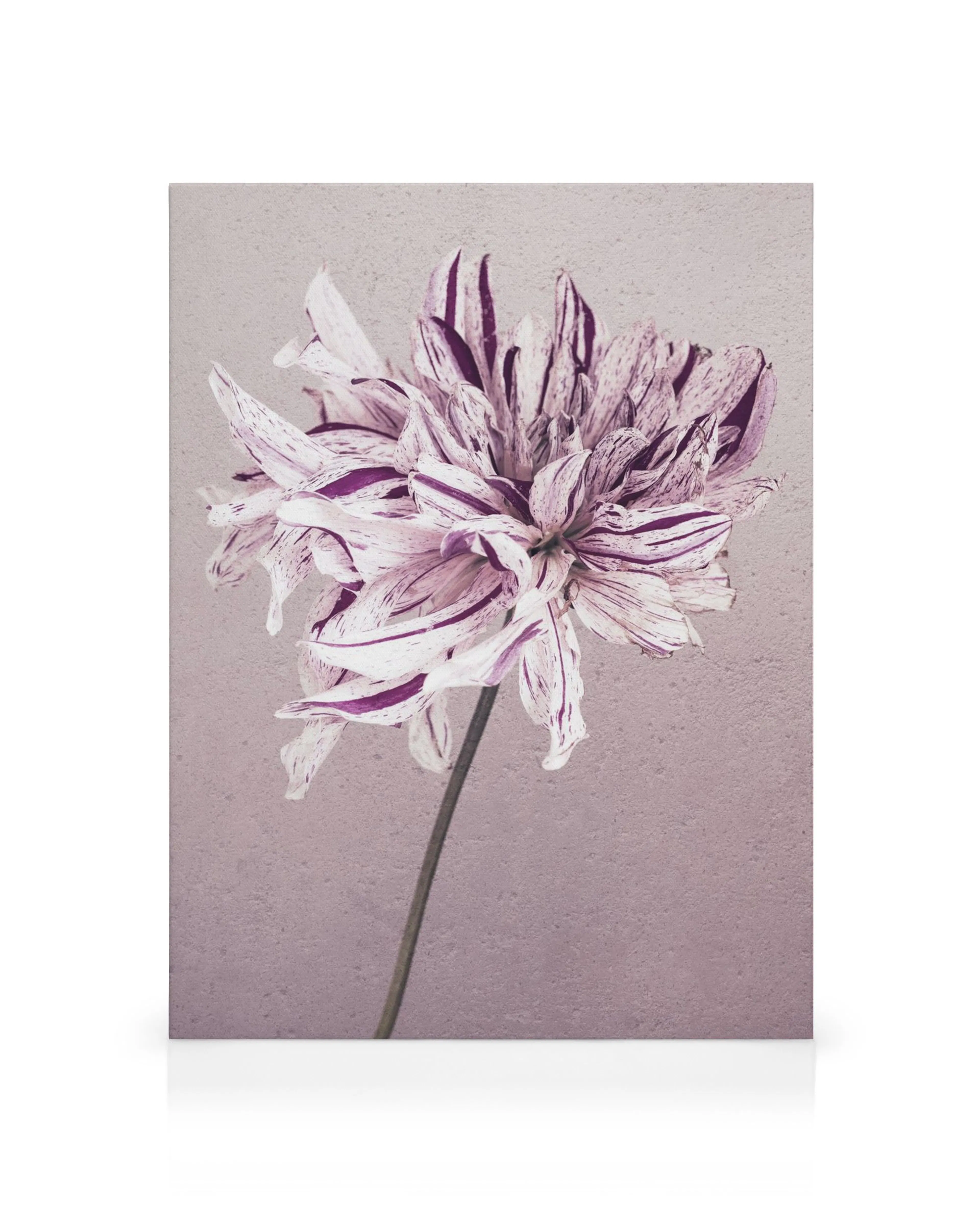 Leinwandbild einer purpurfarbenen Dahlie, deren Blütenblätter weiss mit violetten Streifen sind, auf strukturiertem Hintergrund.