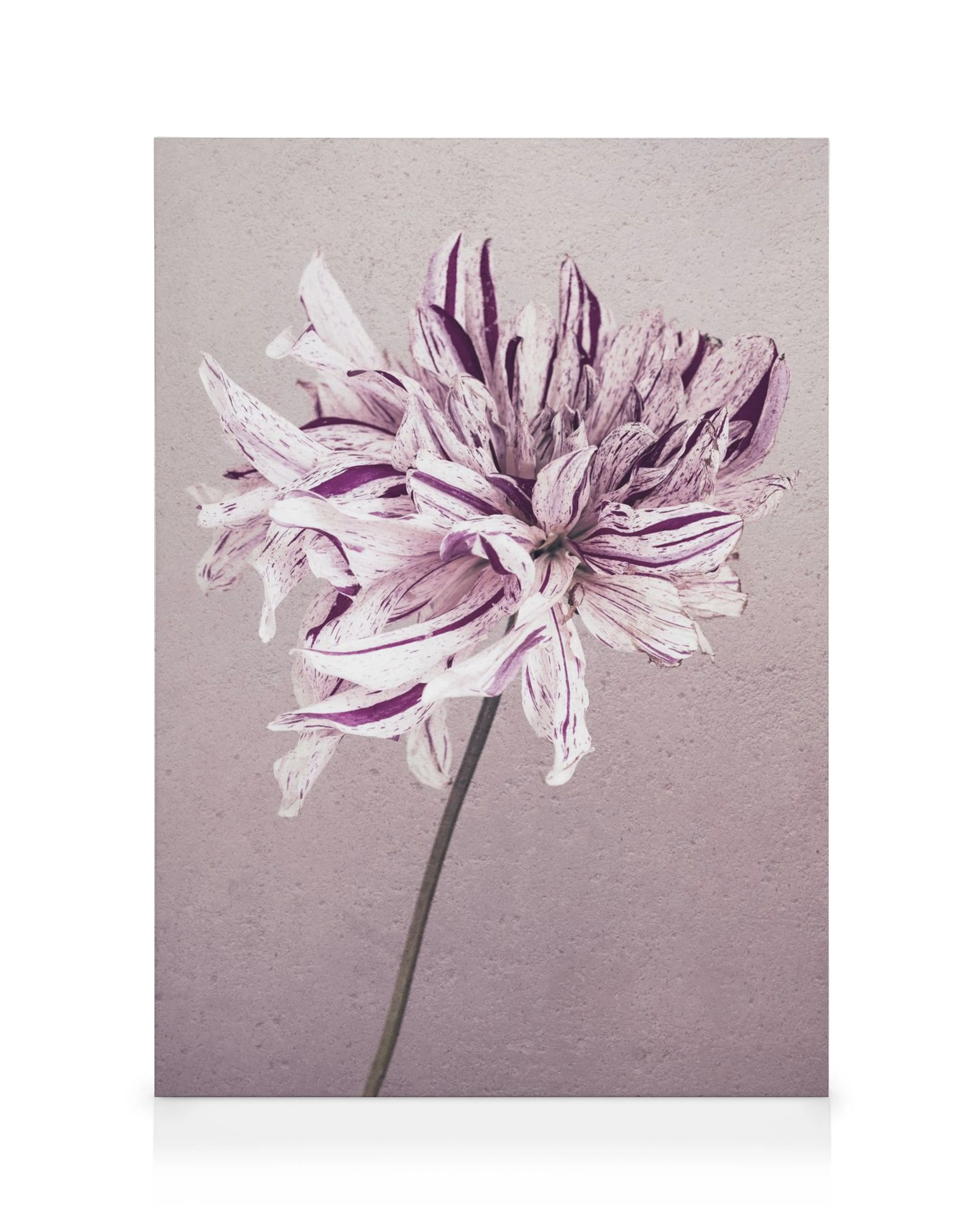 Lerretsbilde av lilla dahlia med rosa og lilla kronblader, mot en lys grå bakgrunn. Mykt og dempet motiv.