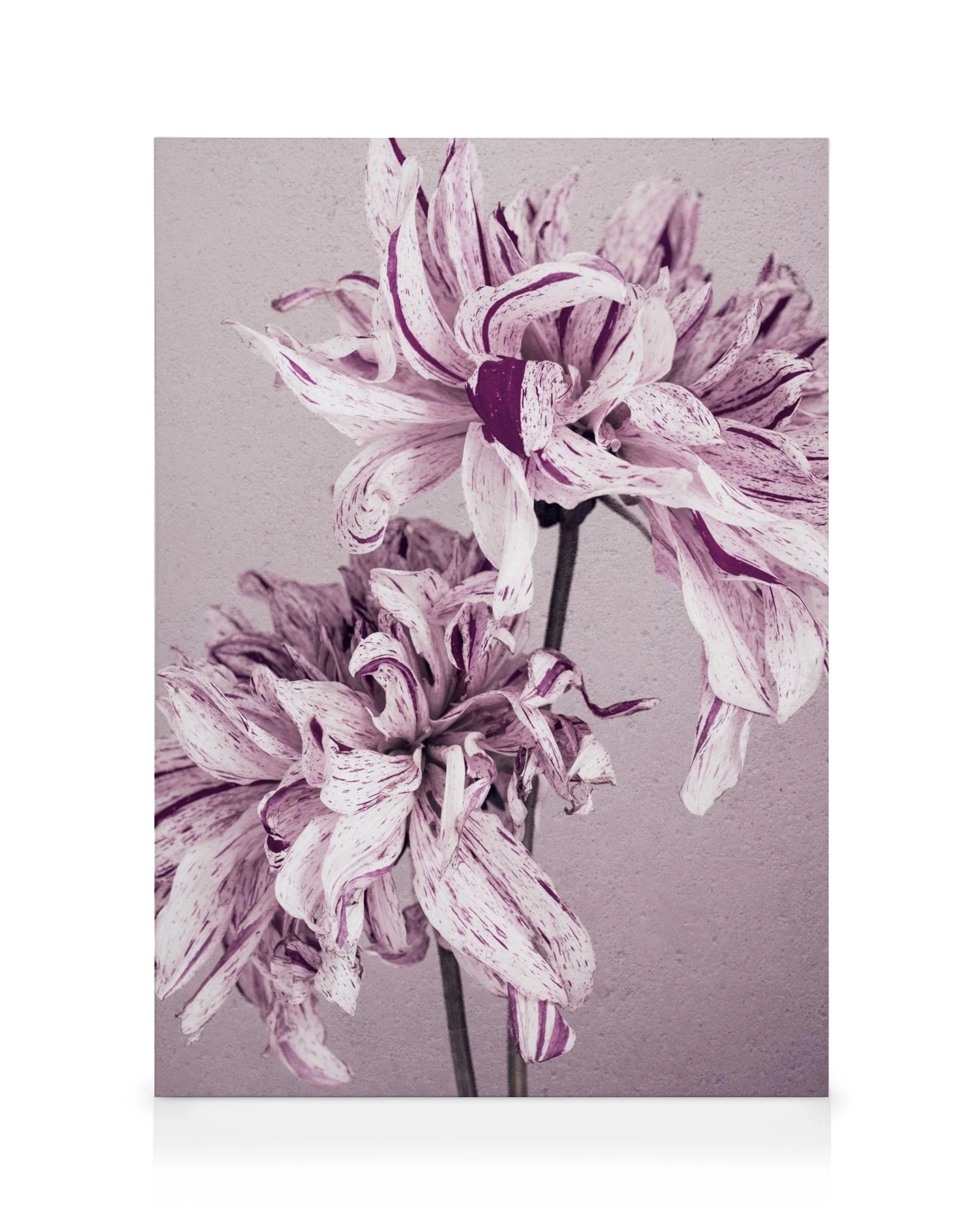 Stampa su tela con due dalie viola e bianche a strisce, con sfondo grigio tenue.