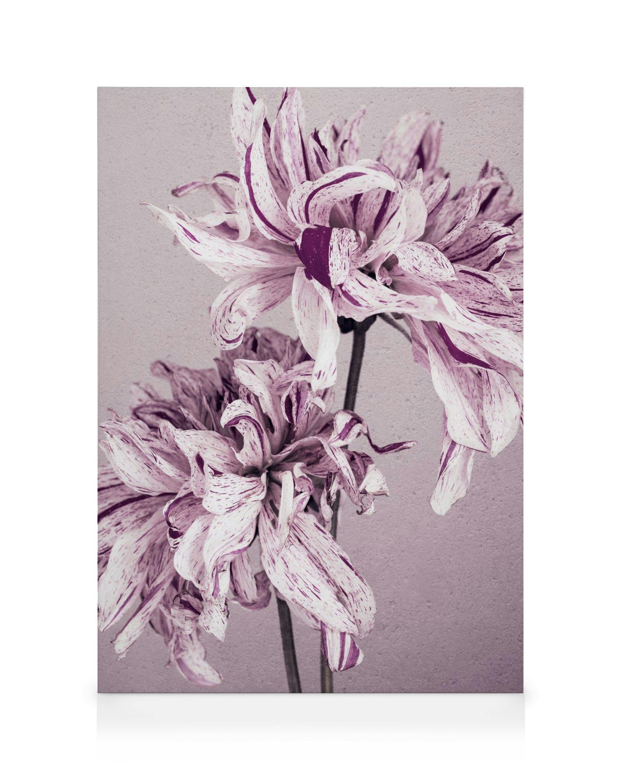 Canvastavlor Purple Dahlia No2 Canvastavla (30x40 cm - Svart ram)