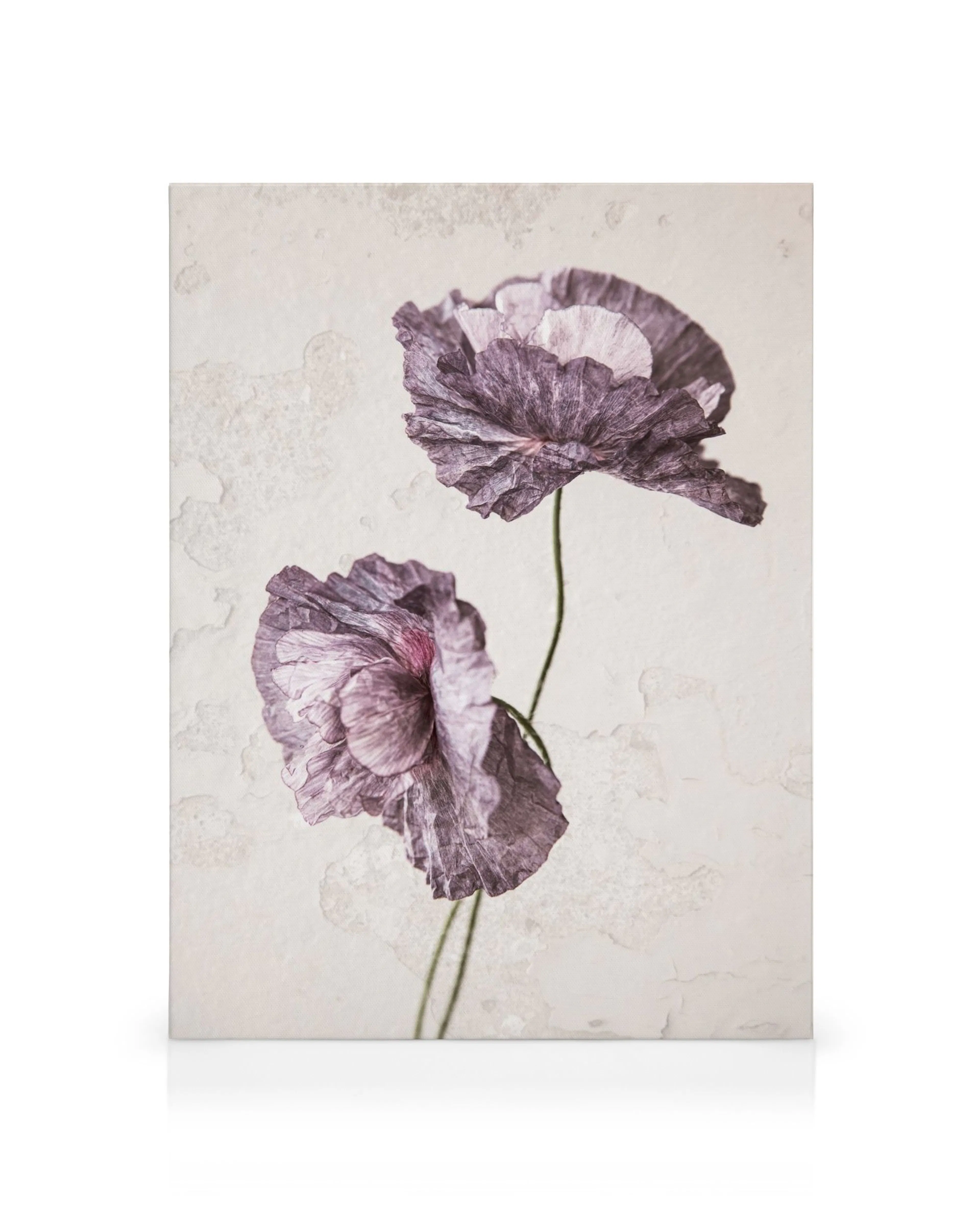 Lila Mohnblumen Leinwandbild, zwei violette Mohnblumen mit zerknitterten Blütenblättern auf hellem, strukturiertem Hintergrund