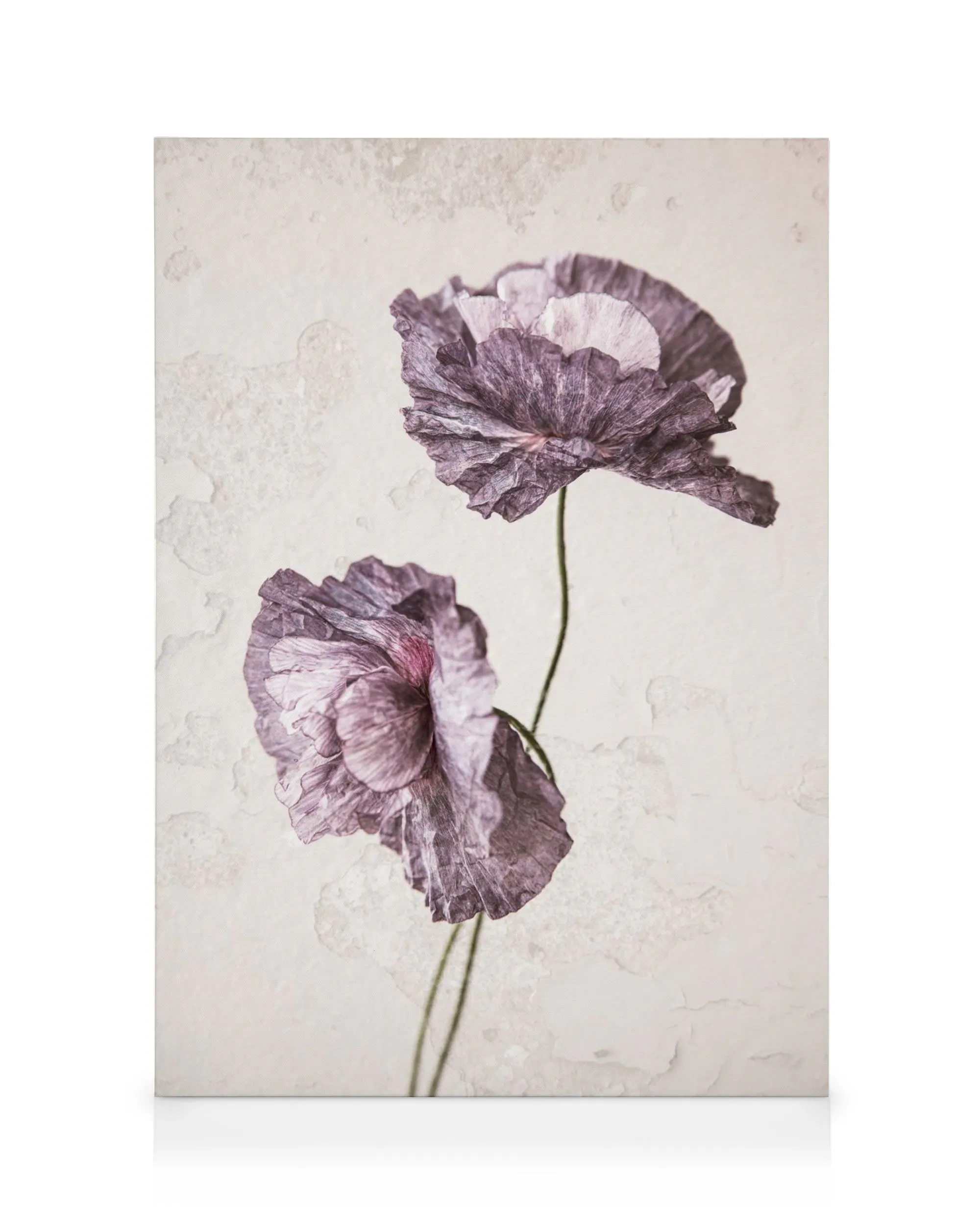 Purple poppy flower canvas print featuring two vibrant poppies with crinkled petals on a light textured background.