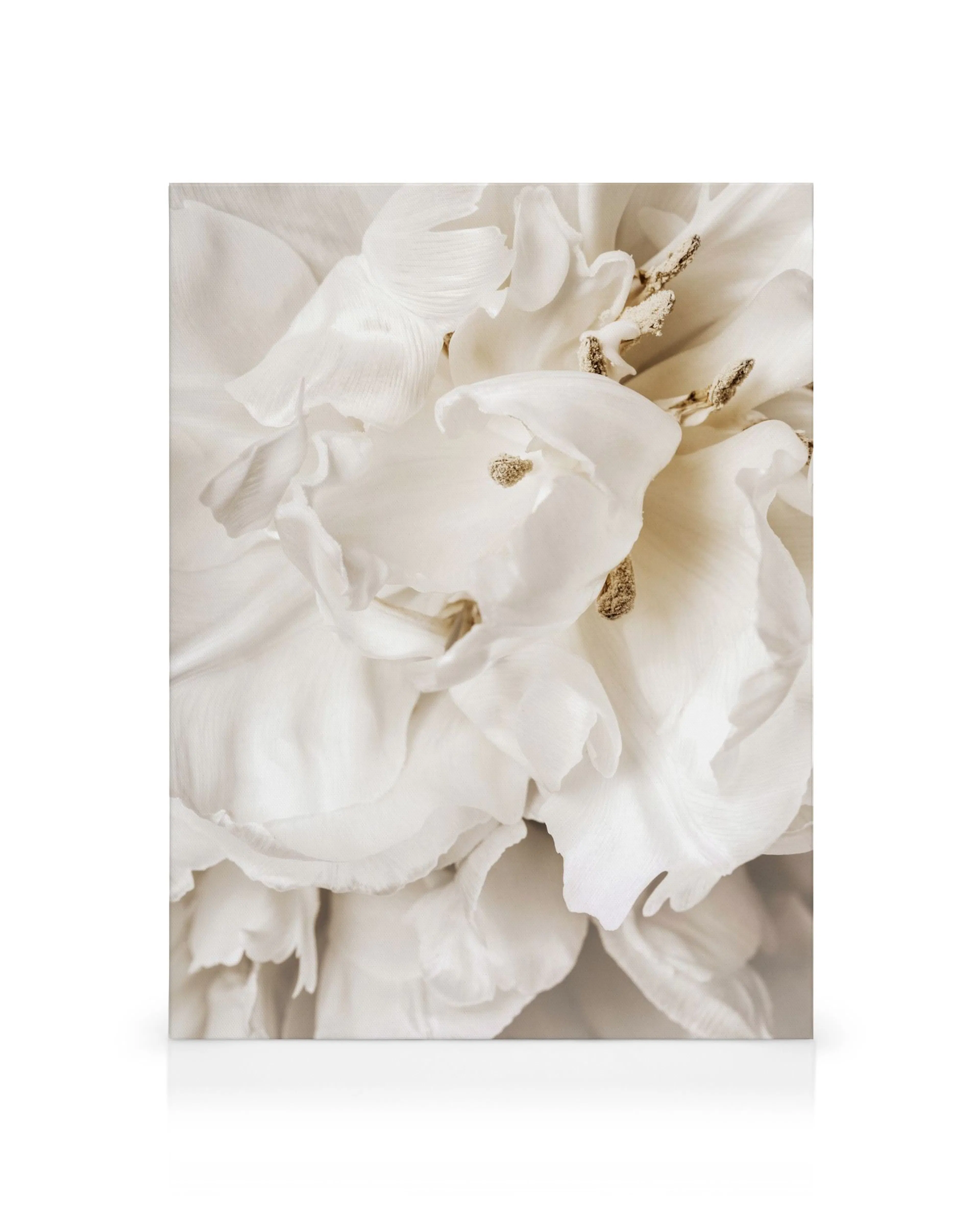 Primer plano de pétalos de flores blancas y suaves con centros marrones, sobre un fondo blanco puro.