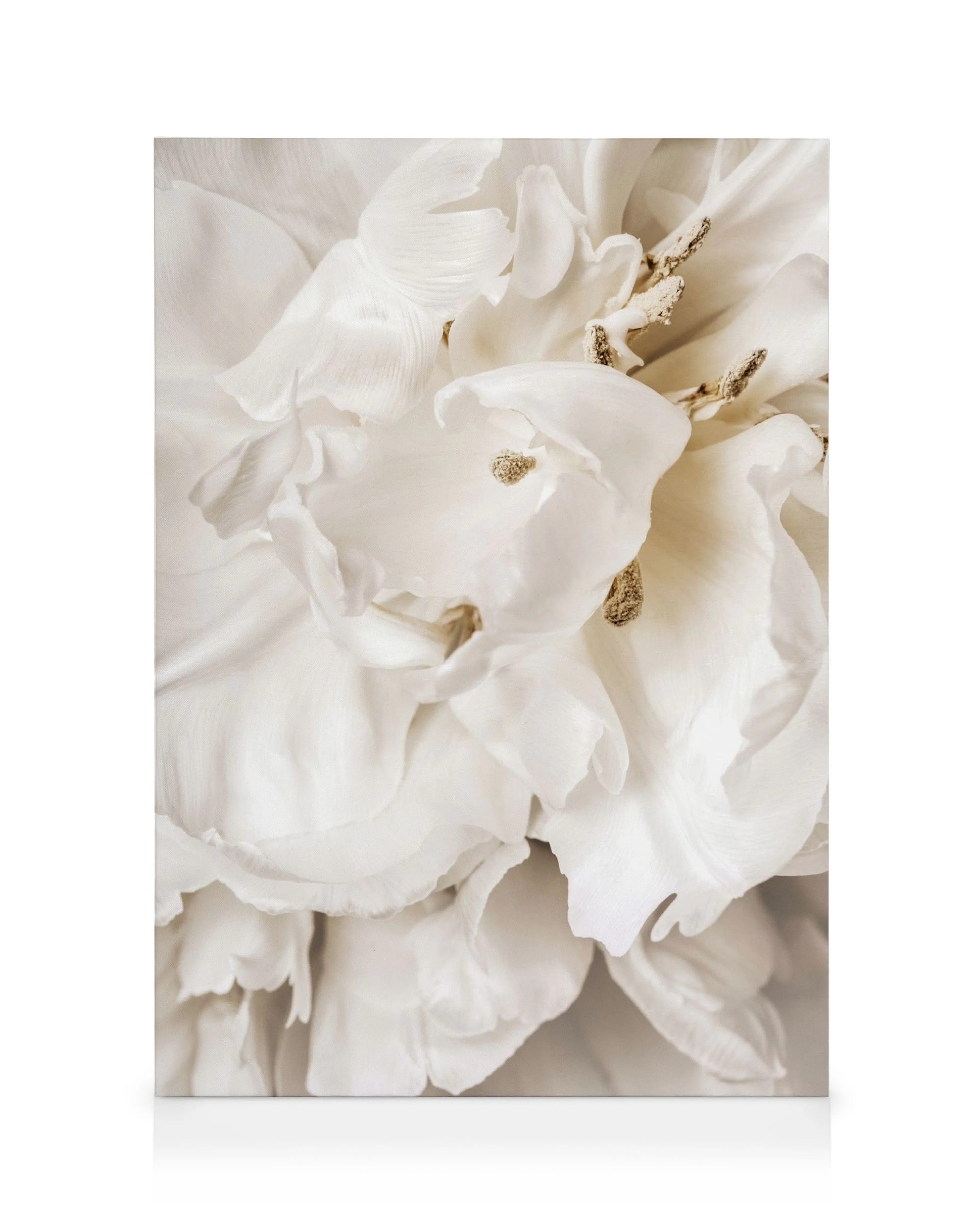 Stampa su tela botanica, primi piani di petali di fiori bianchi con centri marroni su sfondo bianco.