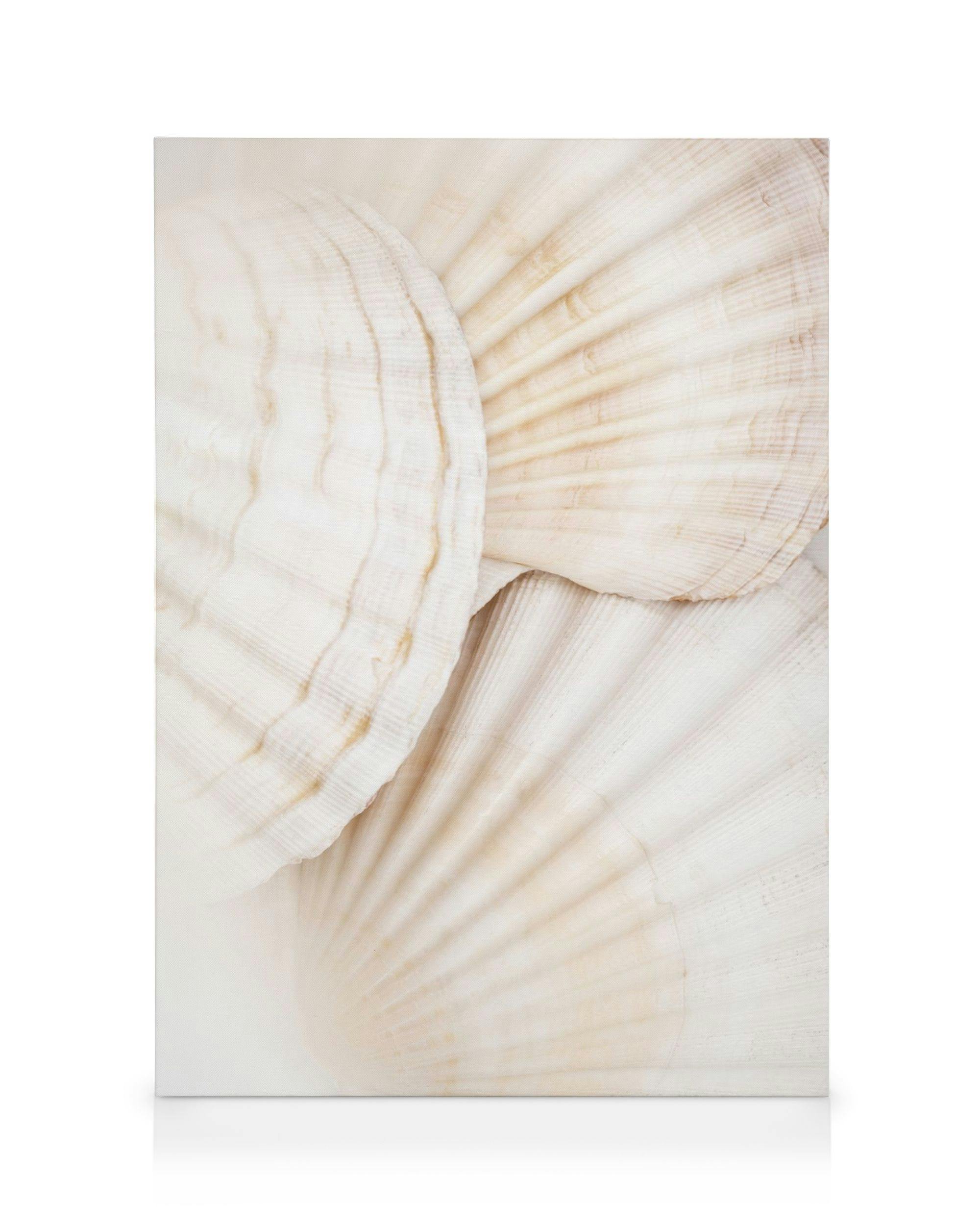 Canvas Prints Close Up Shells Canvas print (30x40 cm - Oak Frame)