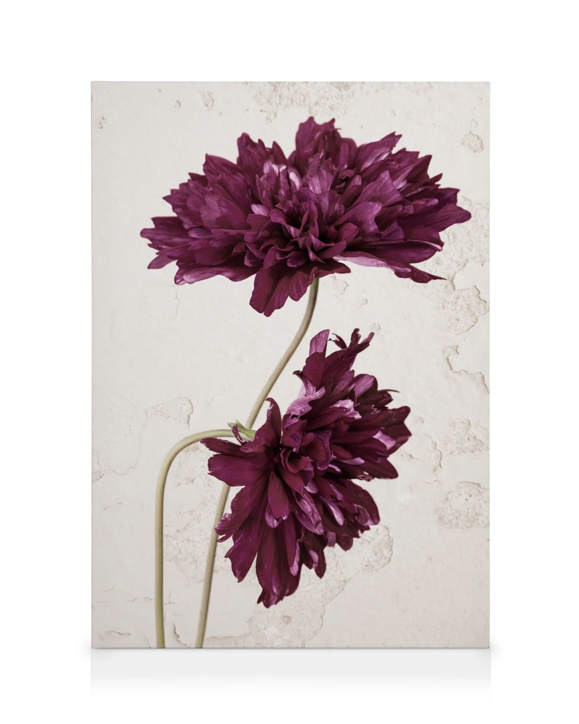 Stampa su tela con due fiori viola scuro su sfondo beige screpolato, petali morbidi e steli curvi.