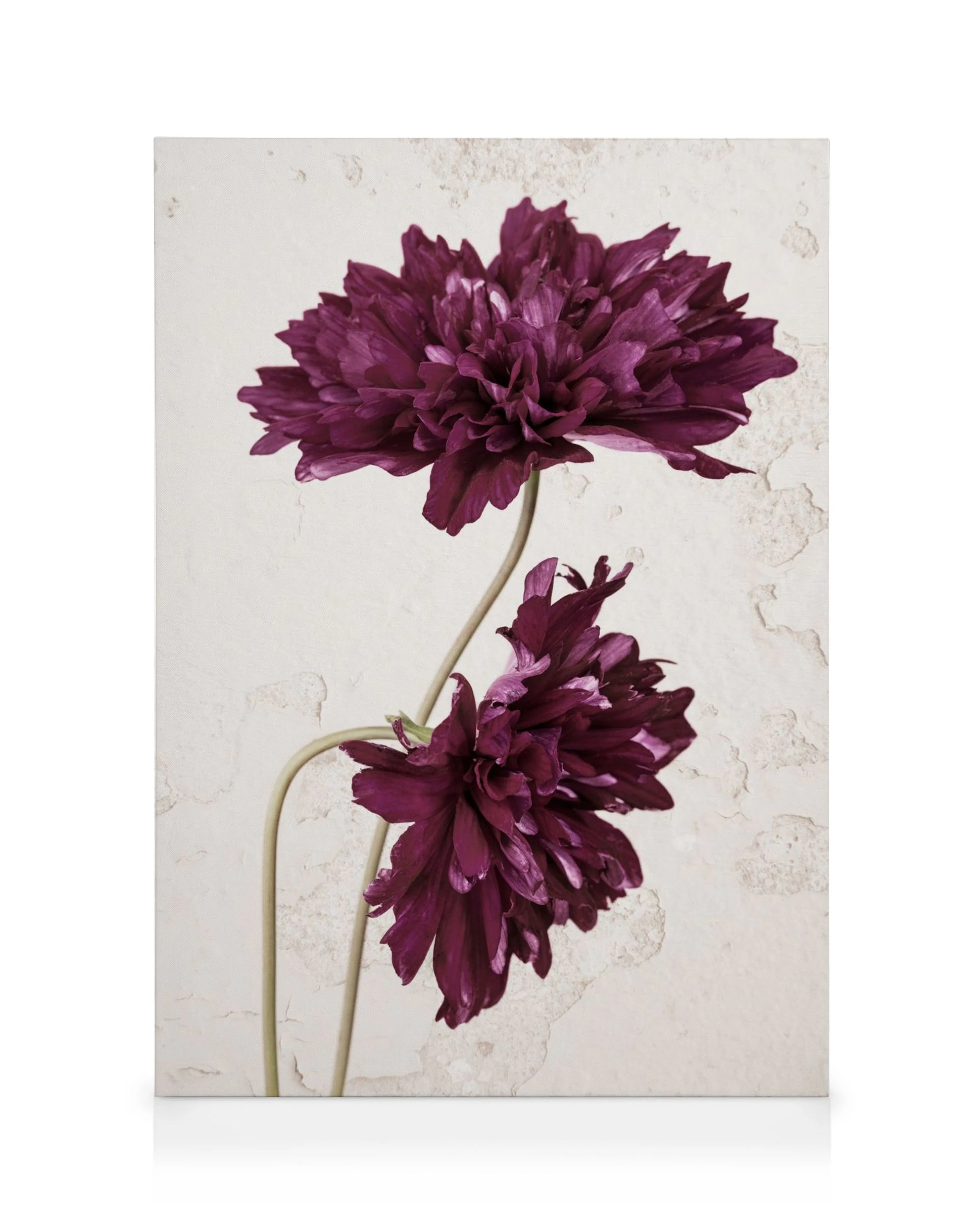 Stampa su tela con due fiori viola scuro su sfondo beige screpolato, petali morbidi e steli curvi.