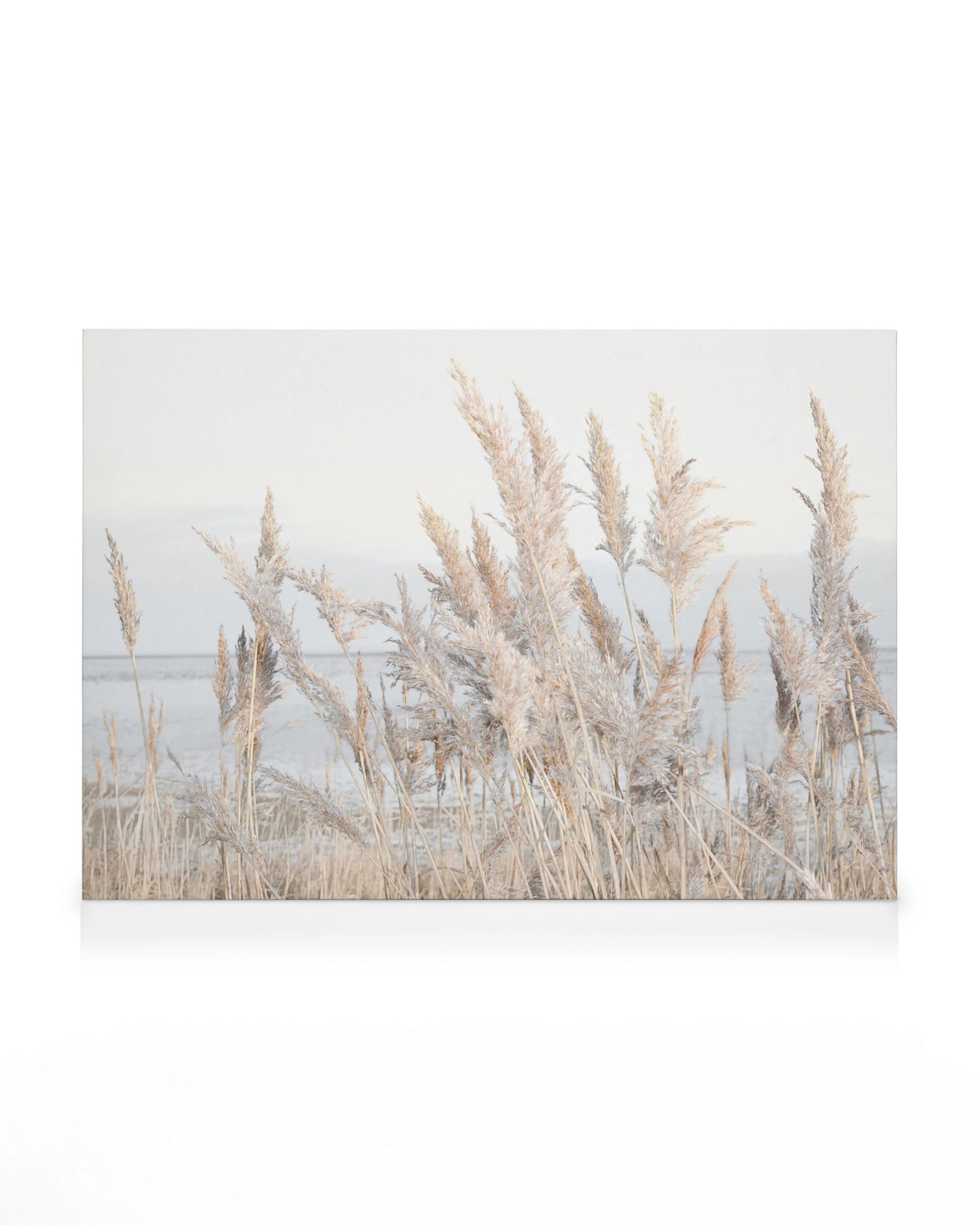 Lienzo botánico beige con hierba alta plumosa en tonos claros, evocando serenidad costera.