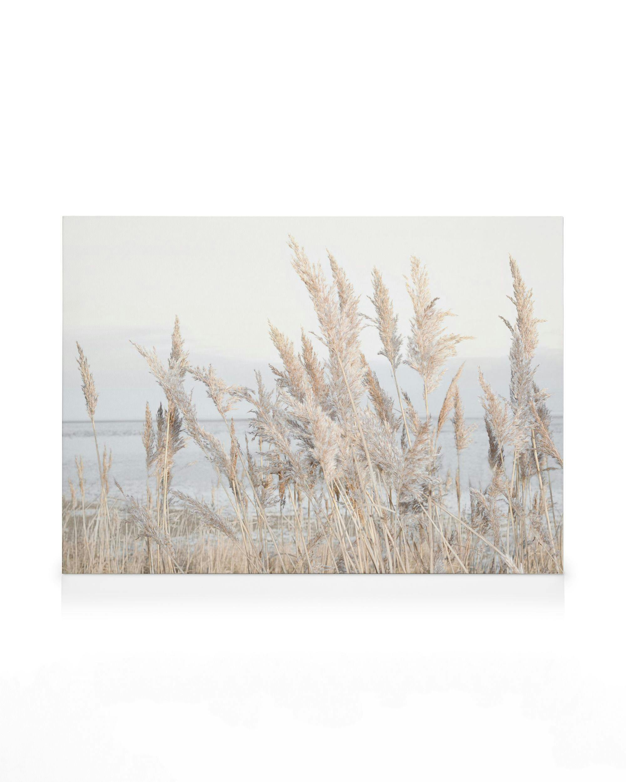 Reeds by the Sea Canvas (70x100 cm)
