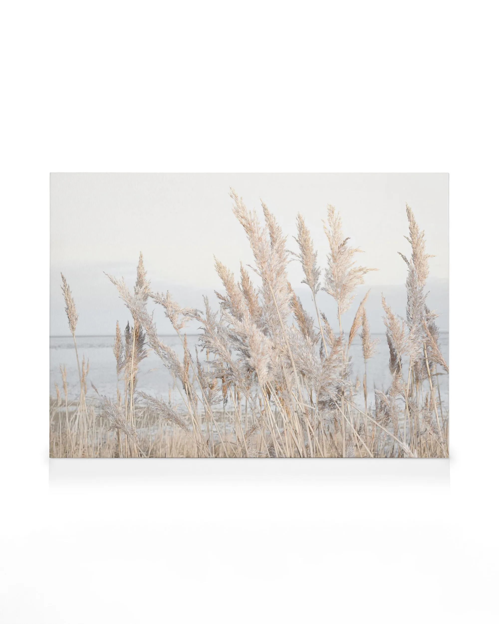 Leinwandbild mit Schilf am Meer, helle, weiche Farben, natürliche Landschaftsaufnahme, beruhigende Naturkunst.