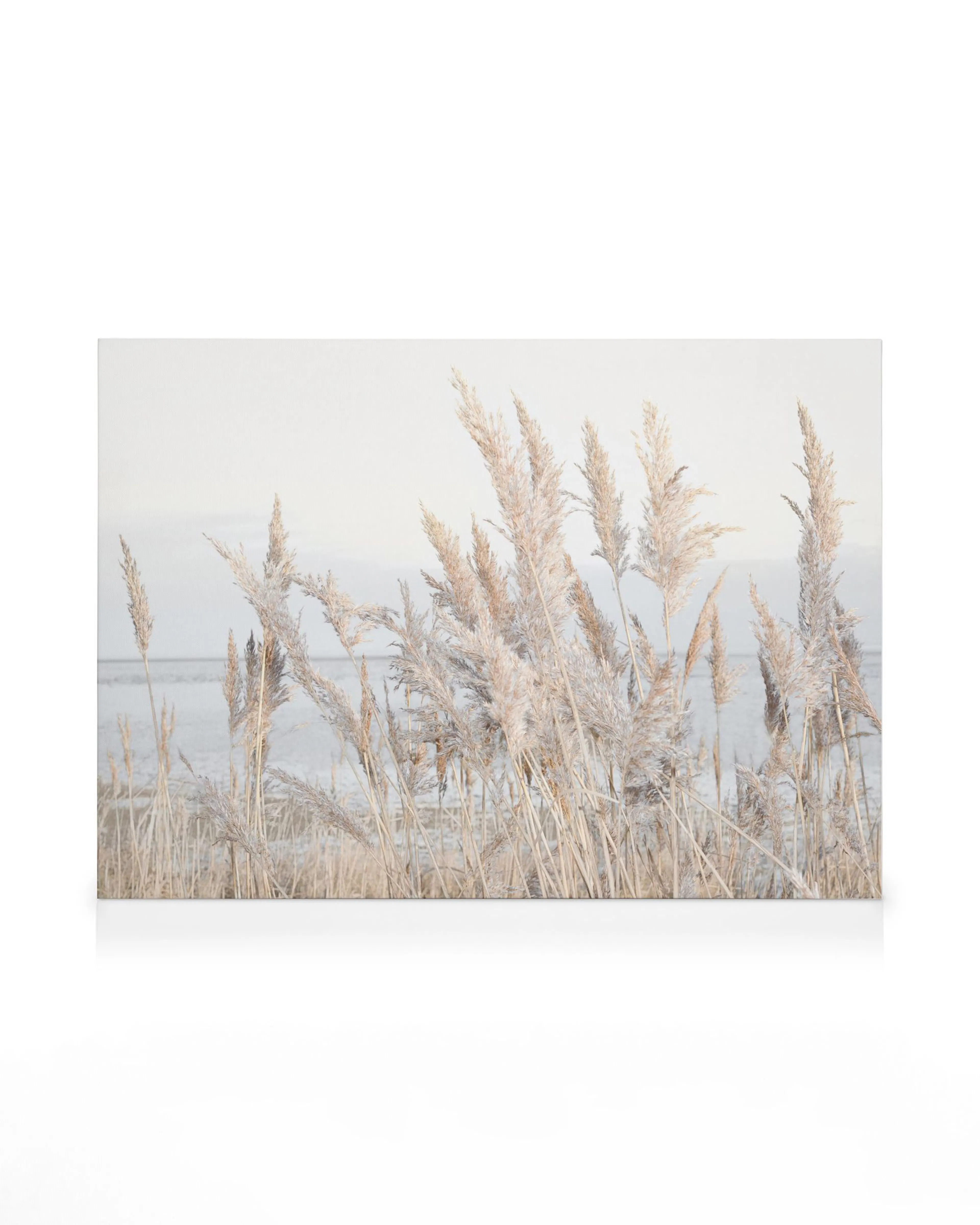 Leinwandbild mit Schilf am Meer, helle, weiche Farben, natürliche Landschaftsaufnahme, beruhigende Naturkunst.