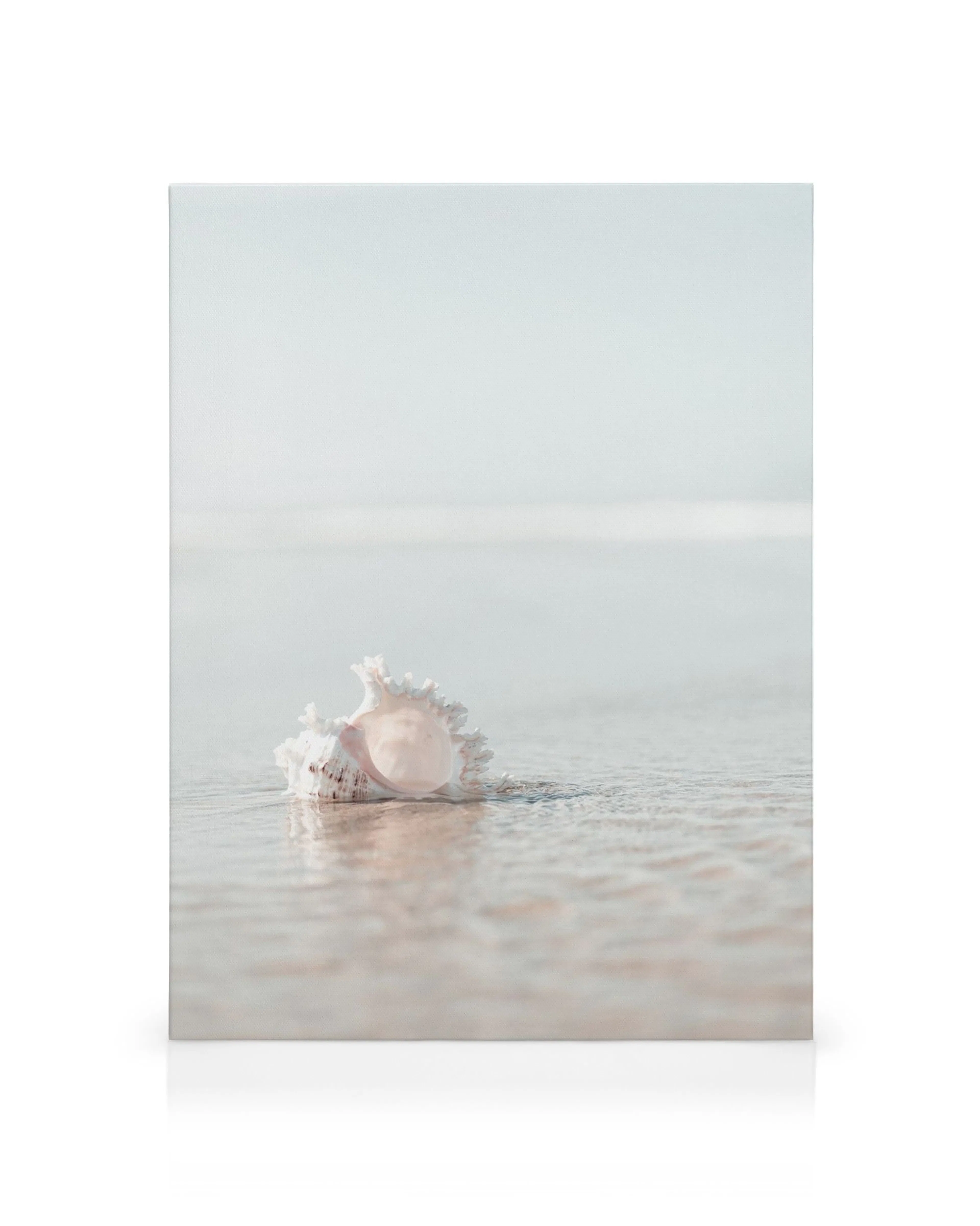 Toile coquillage blanc épineux sur sable mouillé avec fond flou de ciel bleu et mer calme. Texte détaillé et typographie nette.
