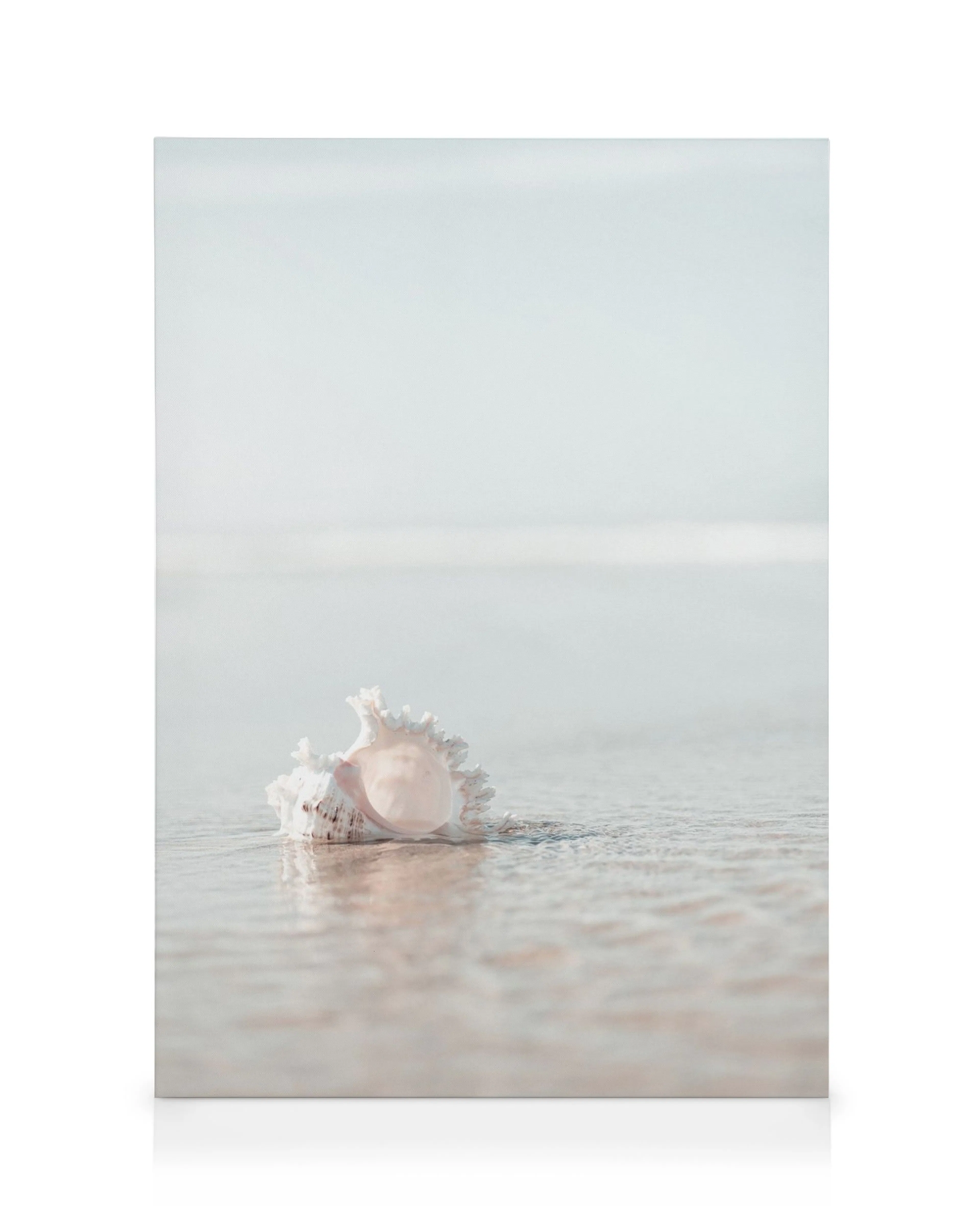Weiße Muschel im seichten Wasser am Strand, detaillierte Textur, sanfte Farben, Muschelbild.