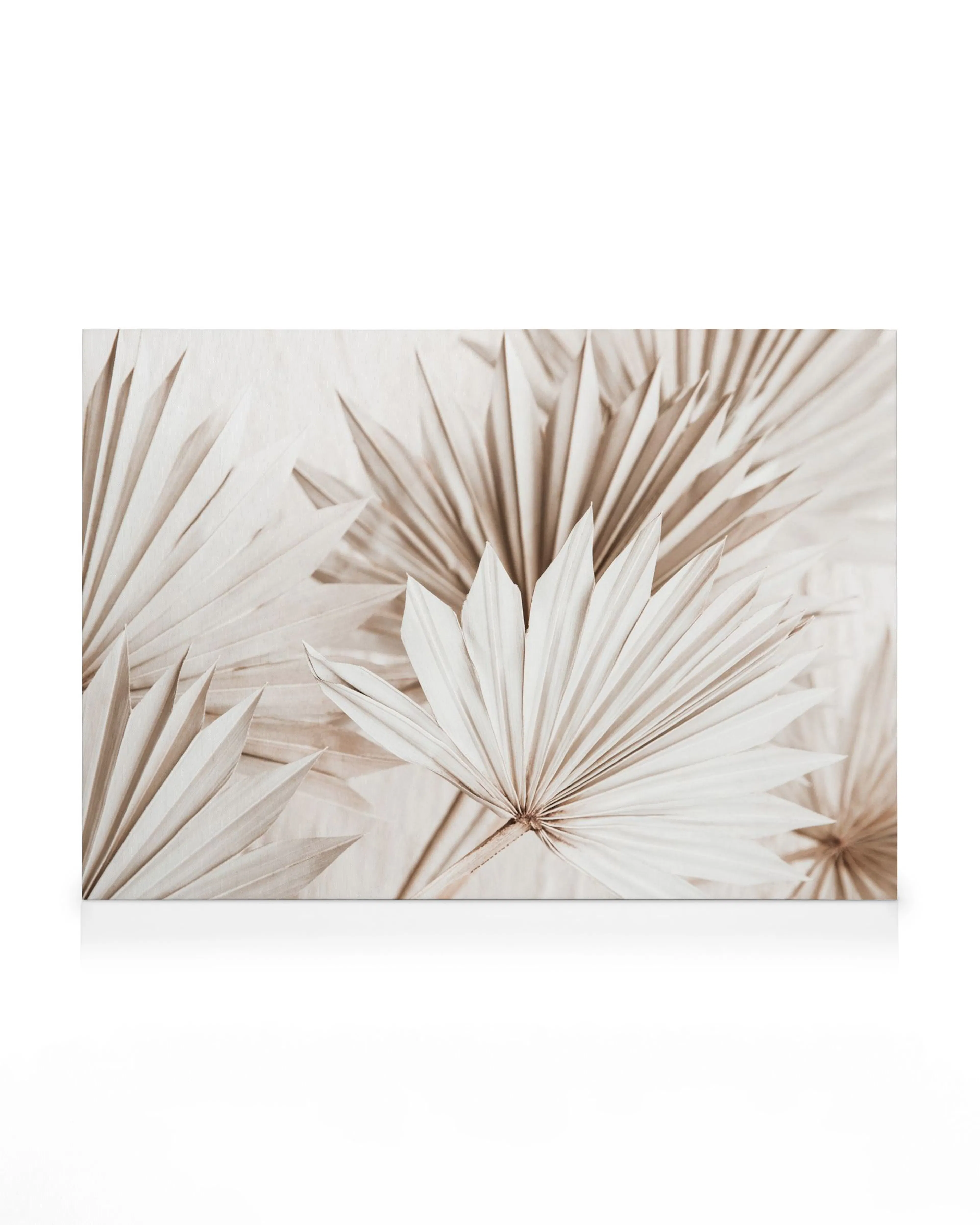 Beige palm leaves canvas print, close-up of dried fan palms in warm neutral tones