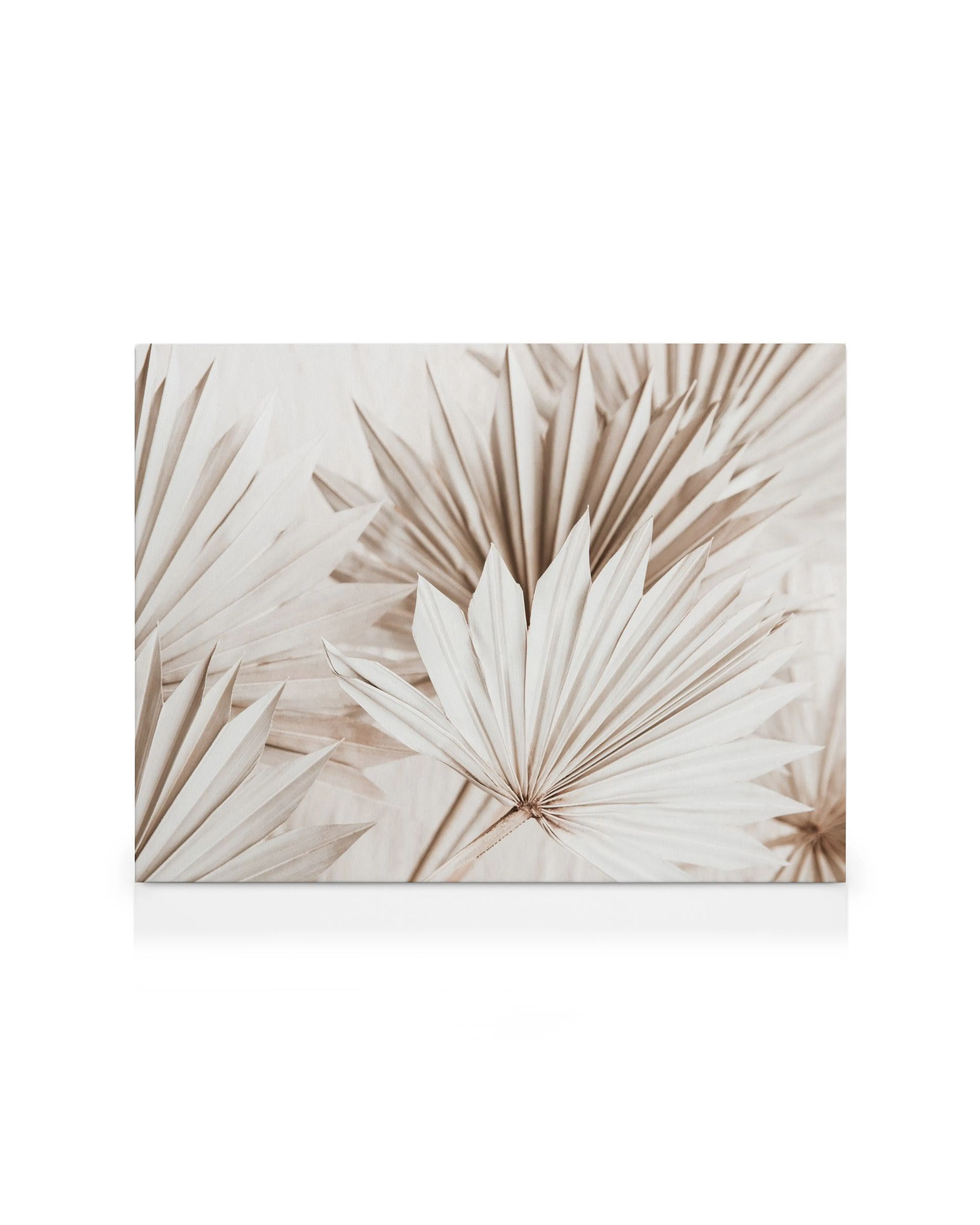 Beige palm leaves canvas print, close-up of dried fan palms in warm neutral tones
