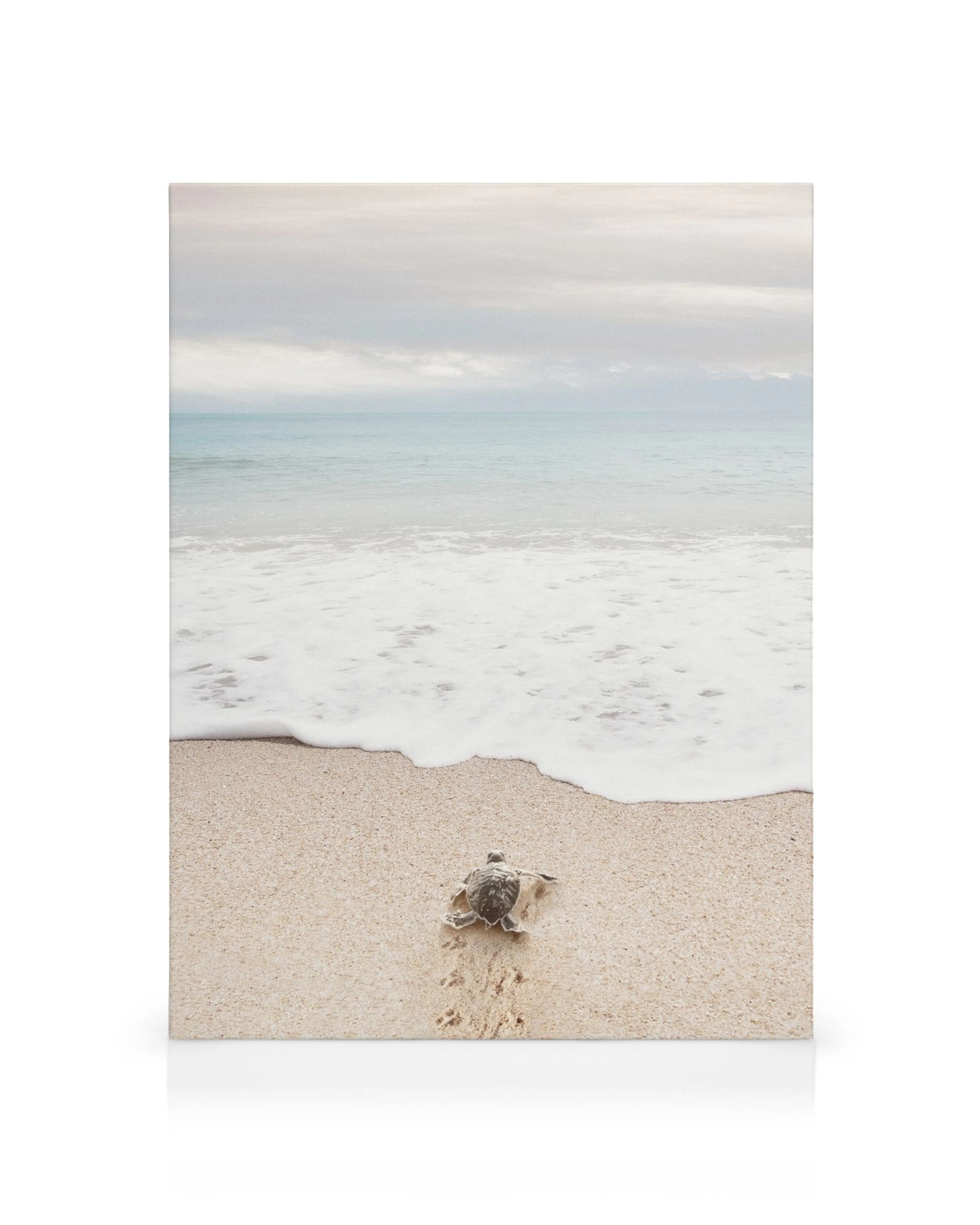 Cría de tortuga marina caminando por la arena hacia las olas del océano azul, con cielo nublado y tonos beige apagados.