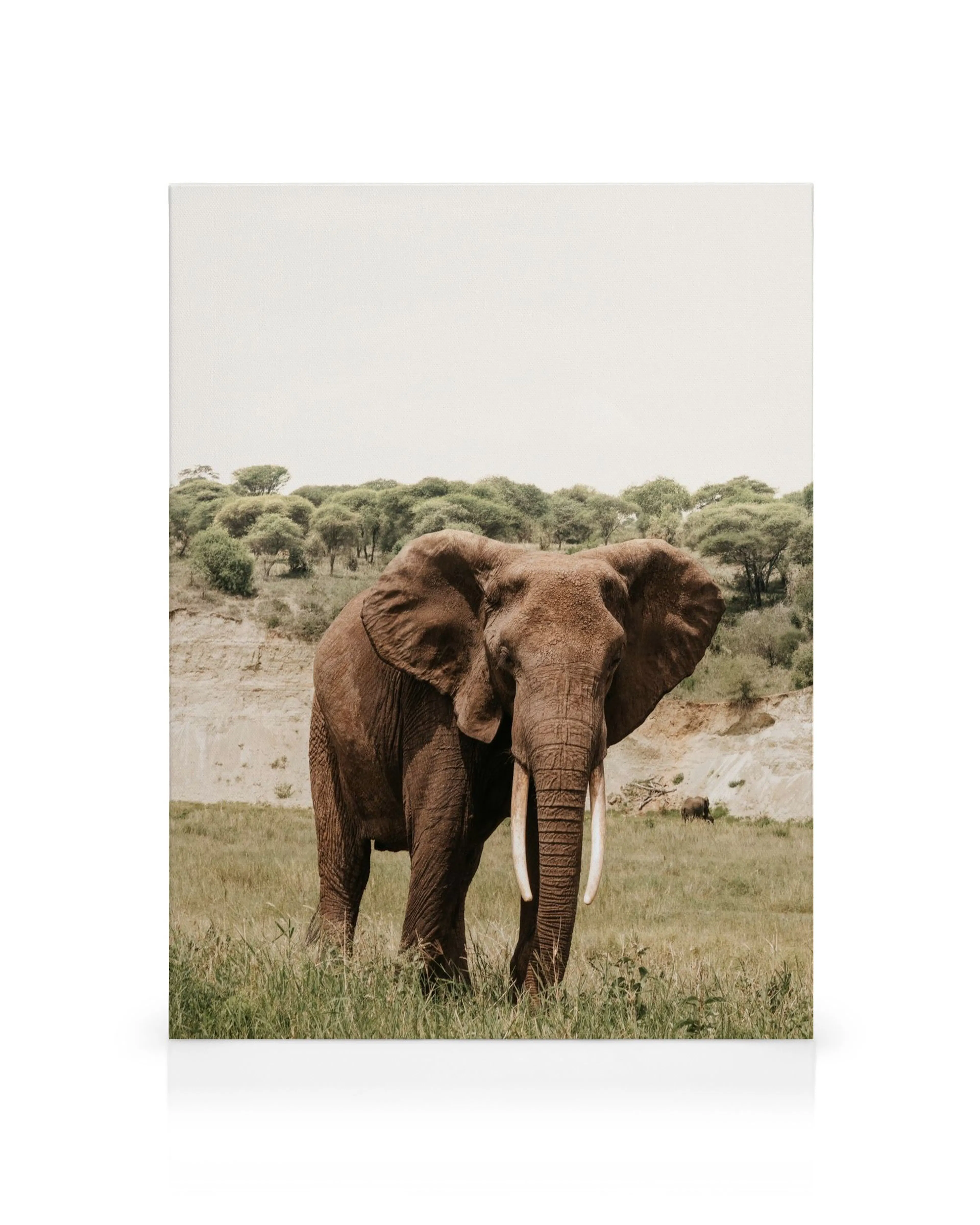 Bruine olifant met slagtanden in groen gras, heuvels en bomen onder heldere lucht.
