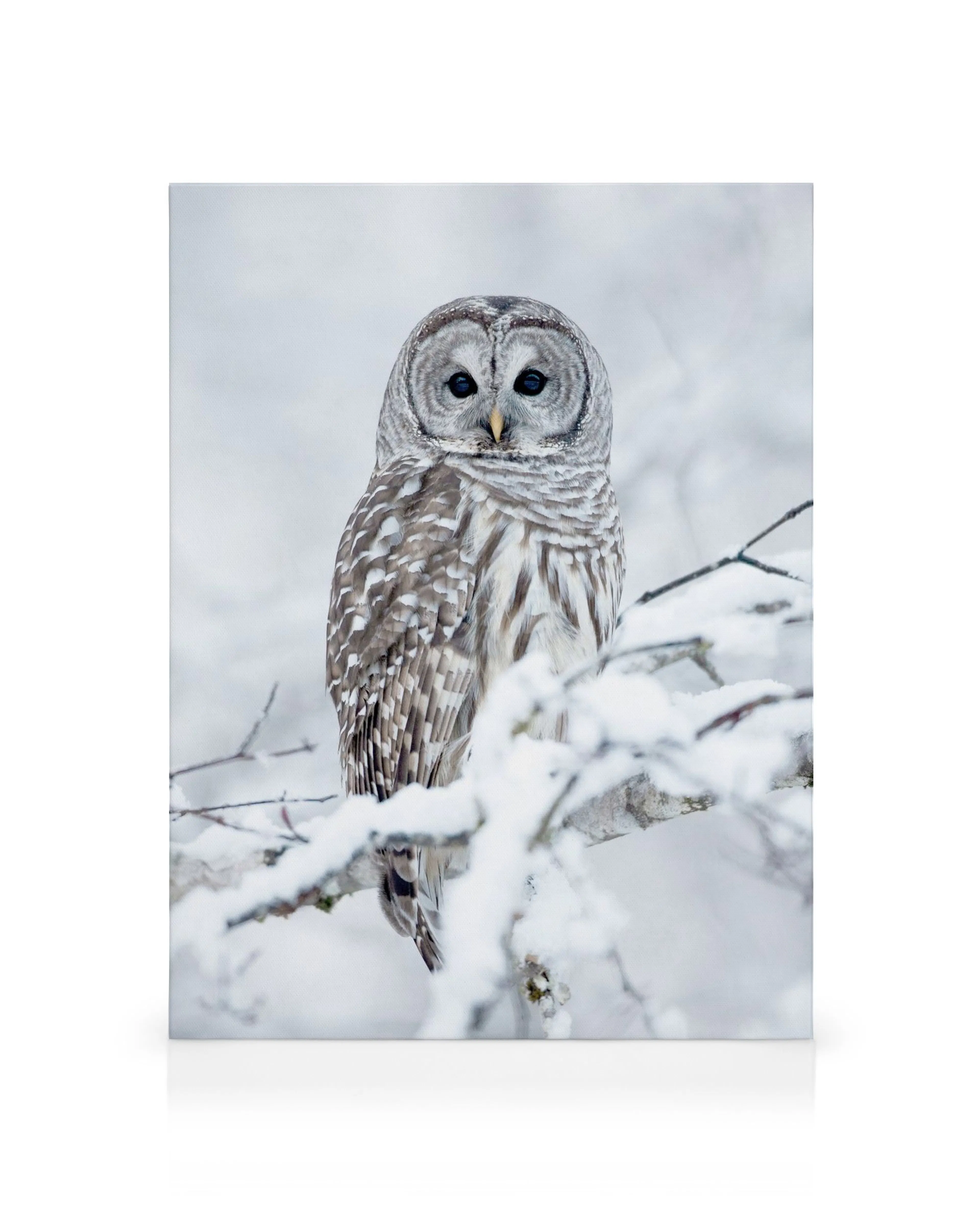 Stampa su tela con gufo sbarrato su ramo innevato, occhi gialli penetranti, arte murale fauna selvatica.