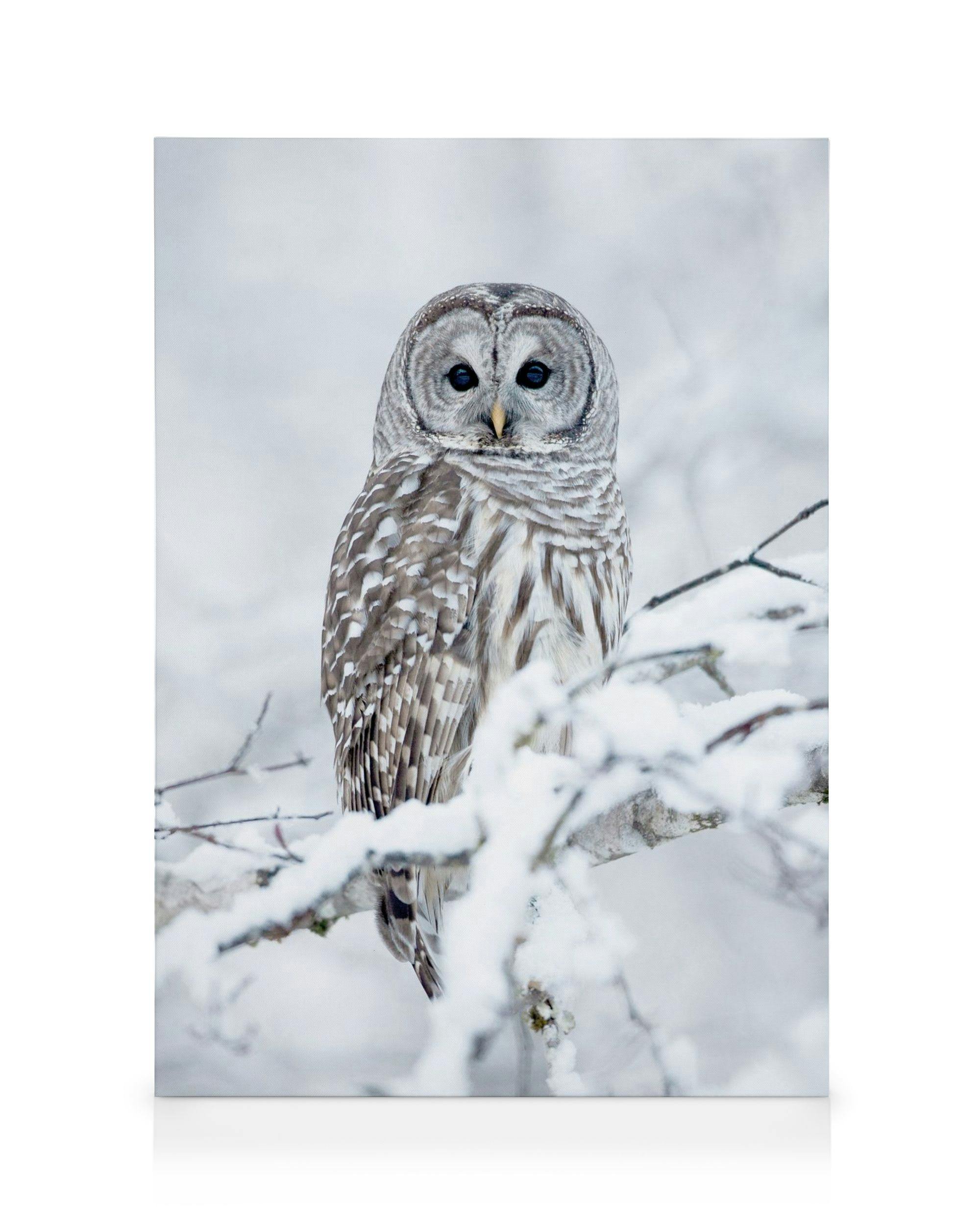 Barred Owl Tableau sur toile (50x70 cm - Cadre de chêne)  Animaux sauvages