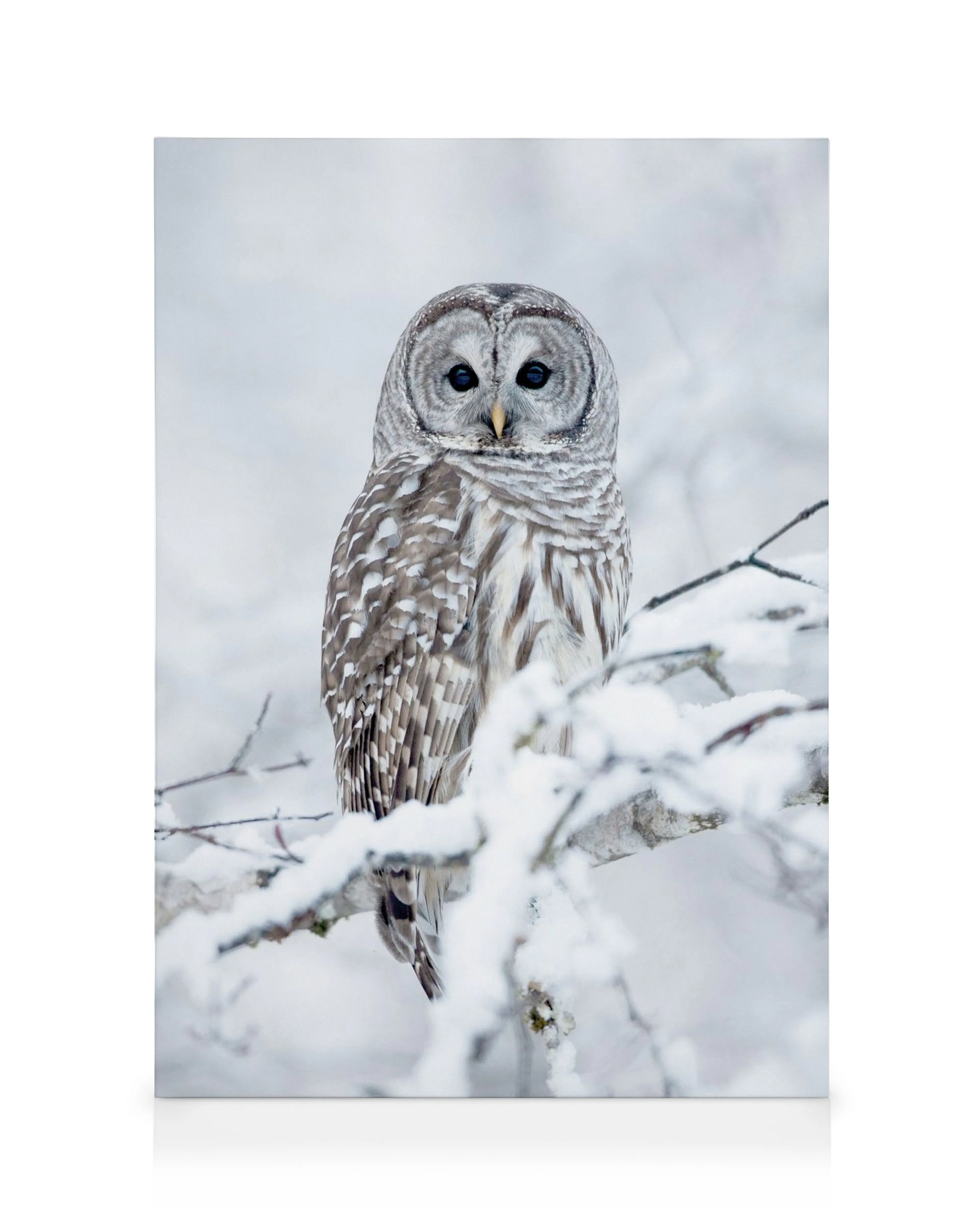 Barred owl canvas print on snowy branch, grey and white feathers, dark eyes, winter wildlife wall art.