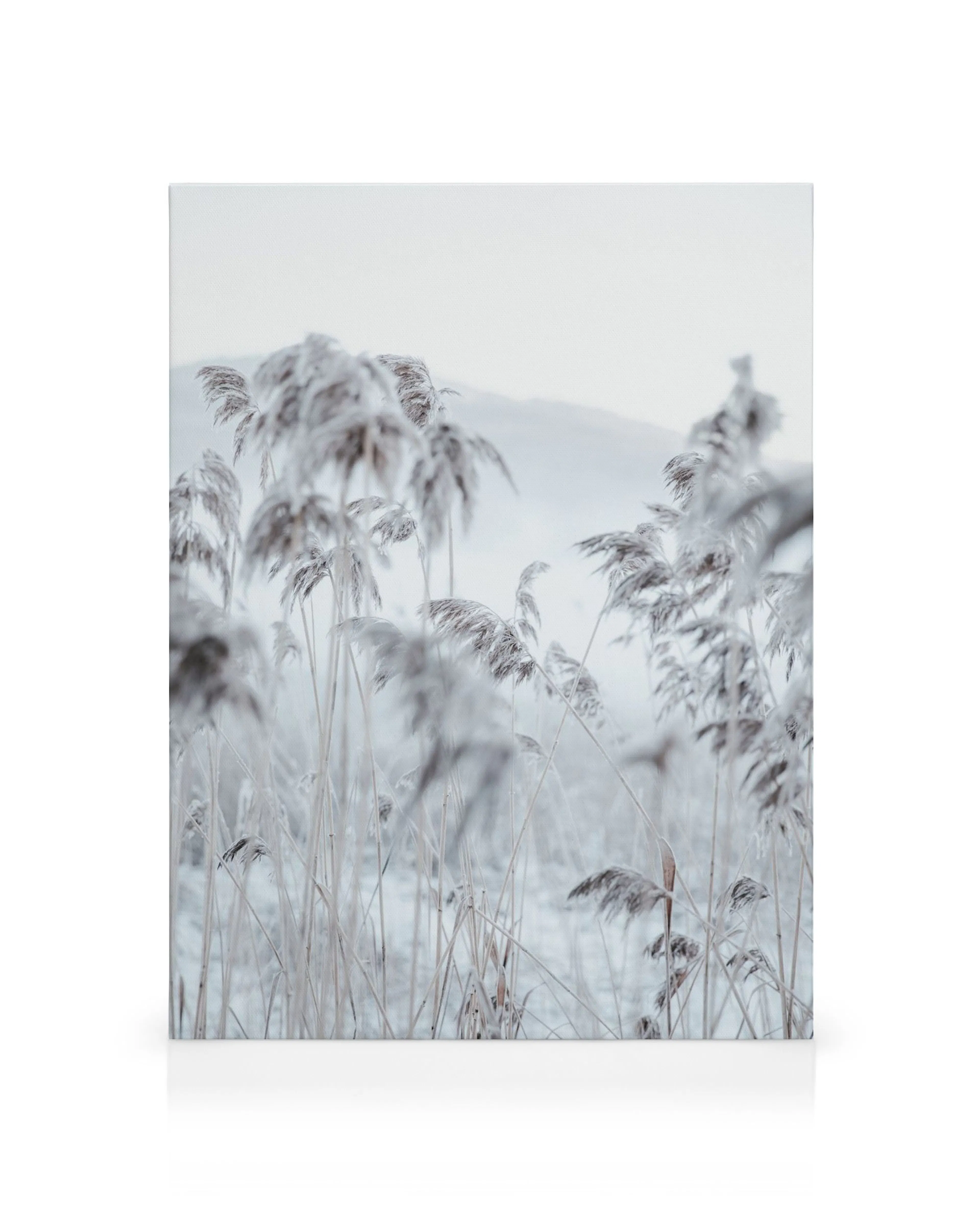 Frosty Reeds canvas print featuring a serene winter landscape with snow-dusted reeds in muted white and grey tones.