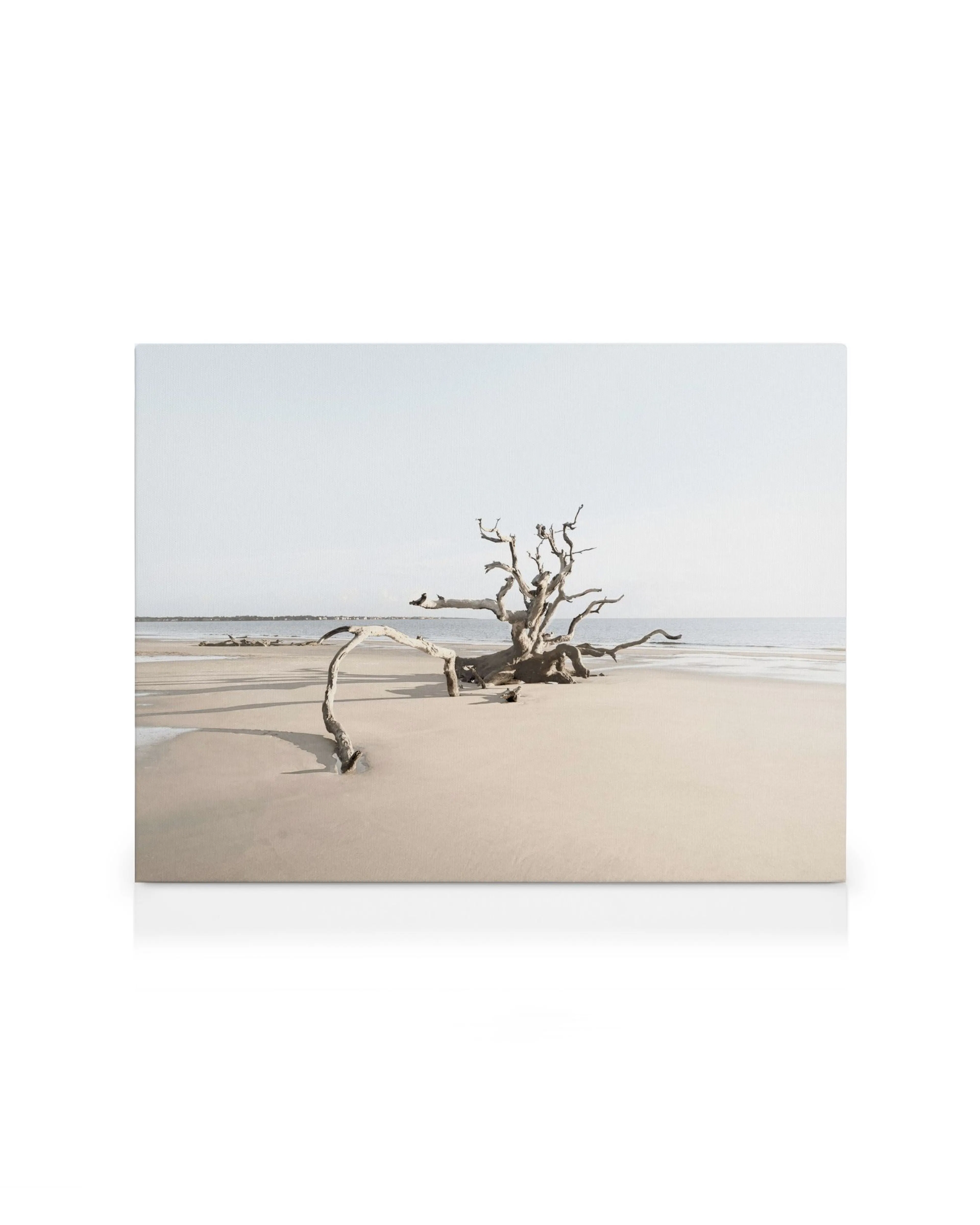 Landschapscampus met bladloze boom op zandstrand, heldere lucht, kalm water. Gedempte beige en blauwe kustscène.