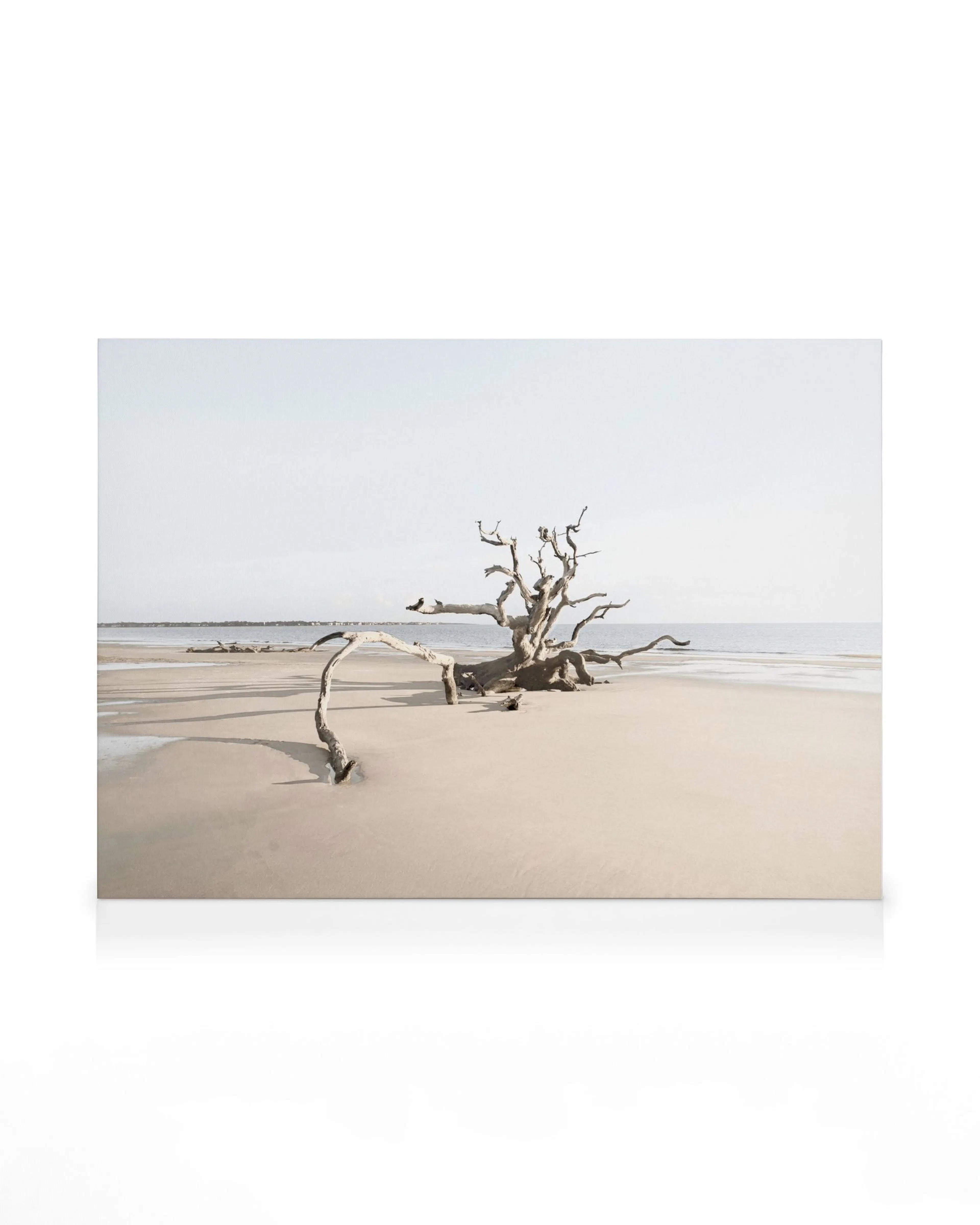 Driftwood Beach Canvas print. Serene coastal scene with a leafless tree on a sandy beach, clear sky, and calm blue waters.