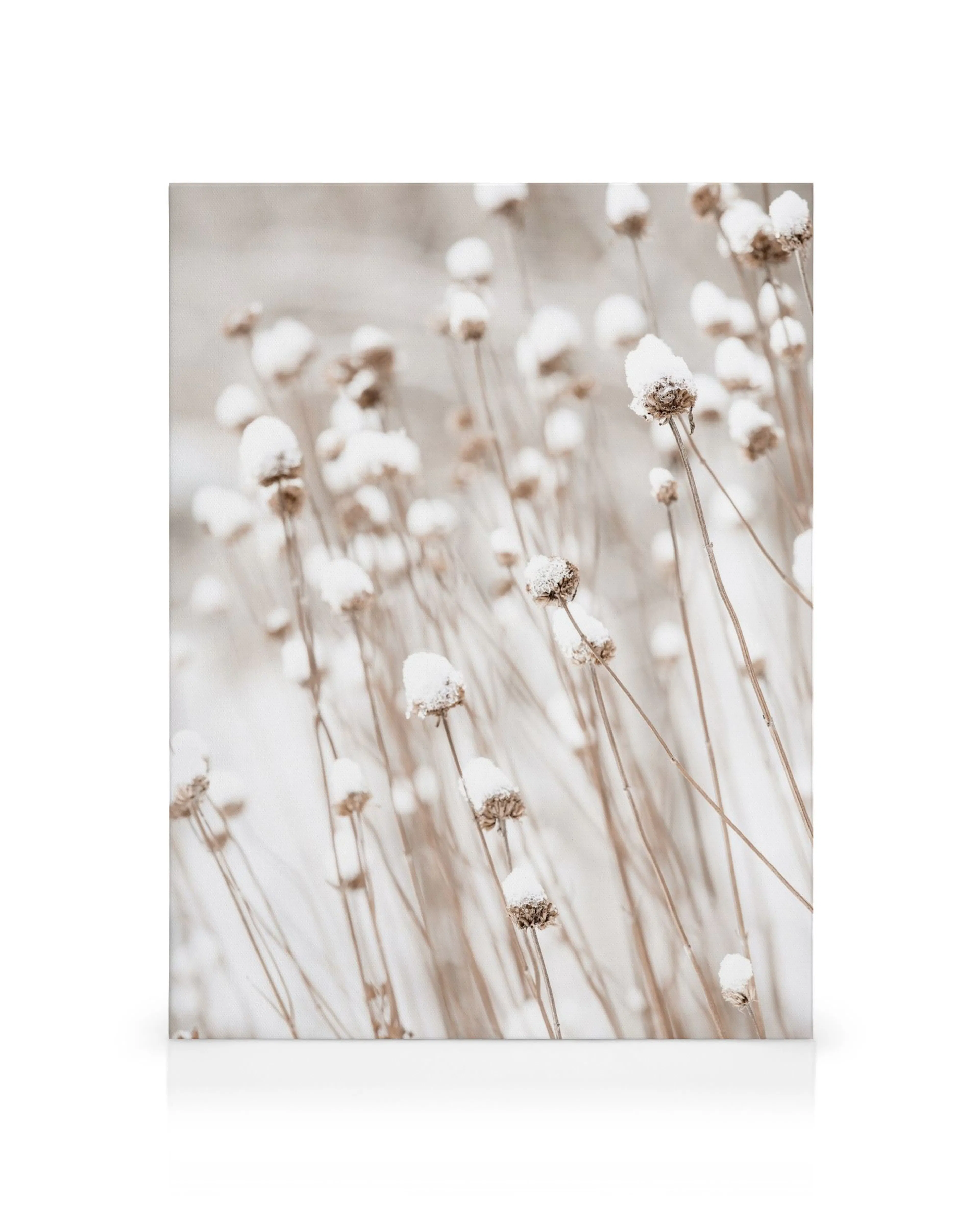 Snow Covered Flowers canvas print featuring thin, dry plants with snow-covered tops, against a blurred beige and white backgroun