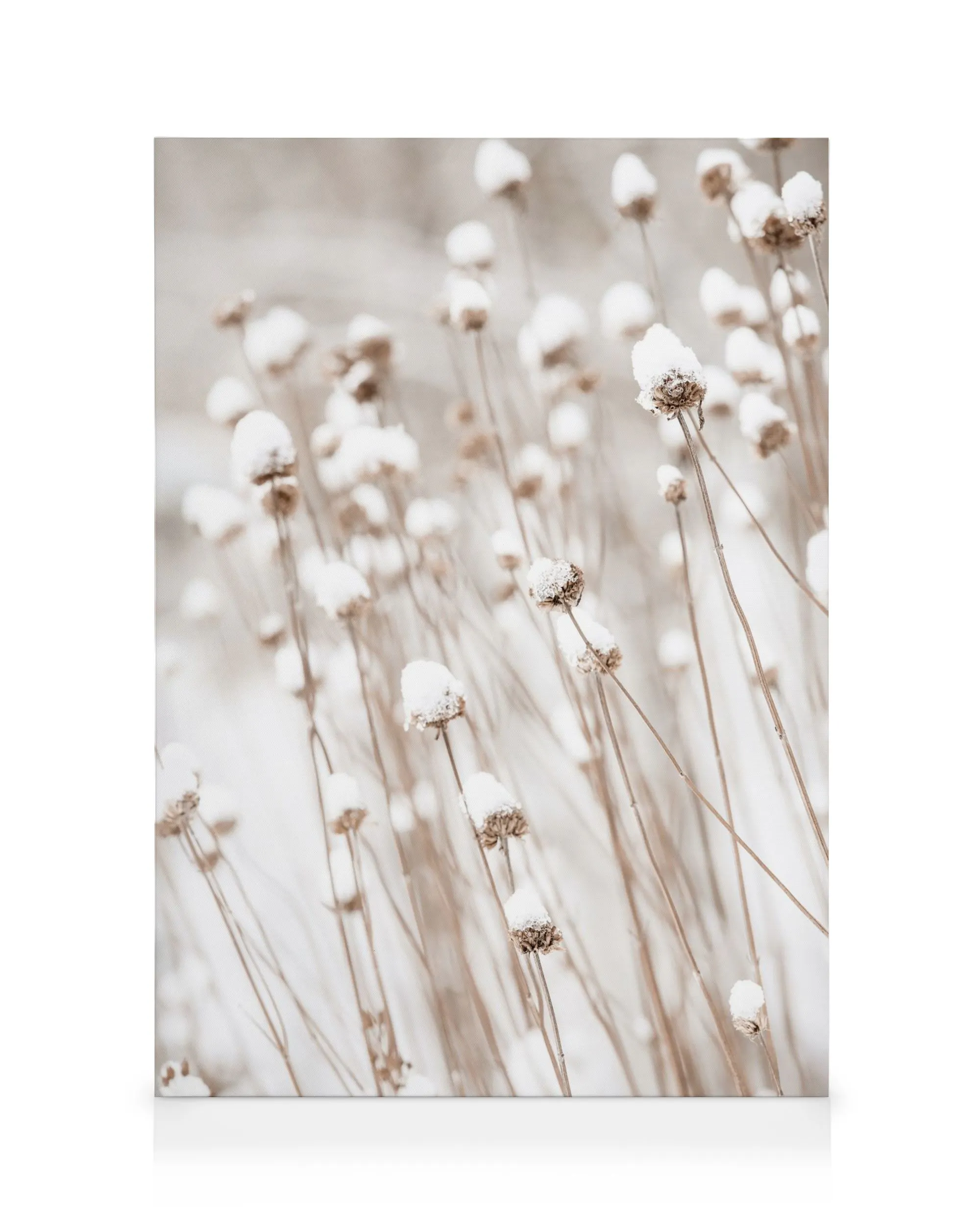 Canvas met beige grassen en bloemen bedekt met sneeuw, winterse botanische kunst.