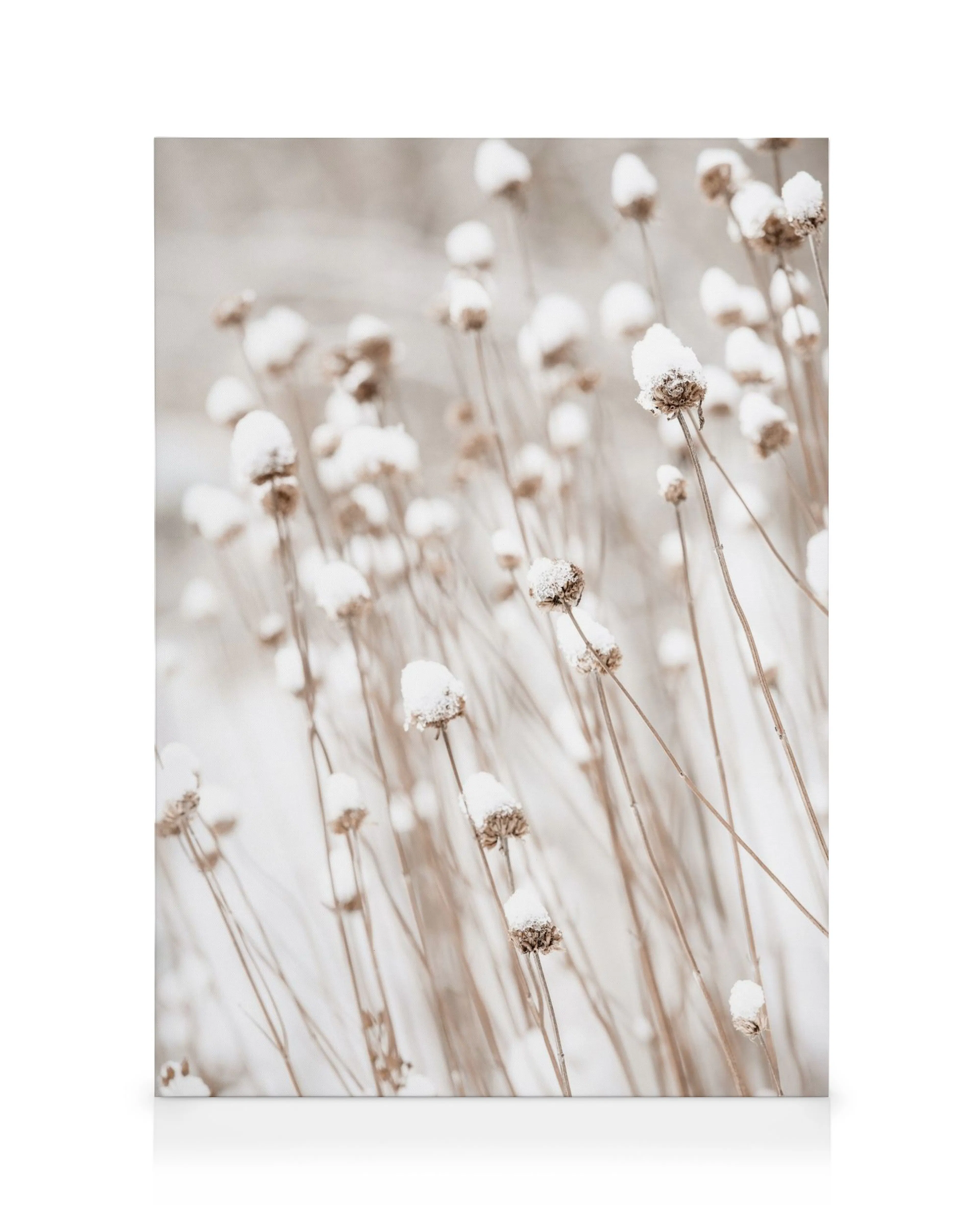 Canvas met beige grassen en bloemen bedekt met sneeuw, winterse botanische kunst.