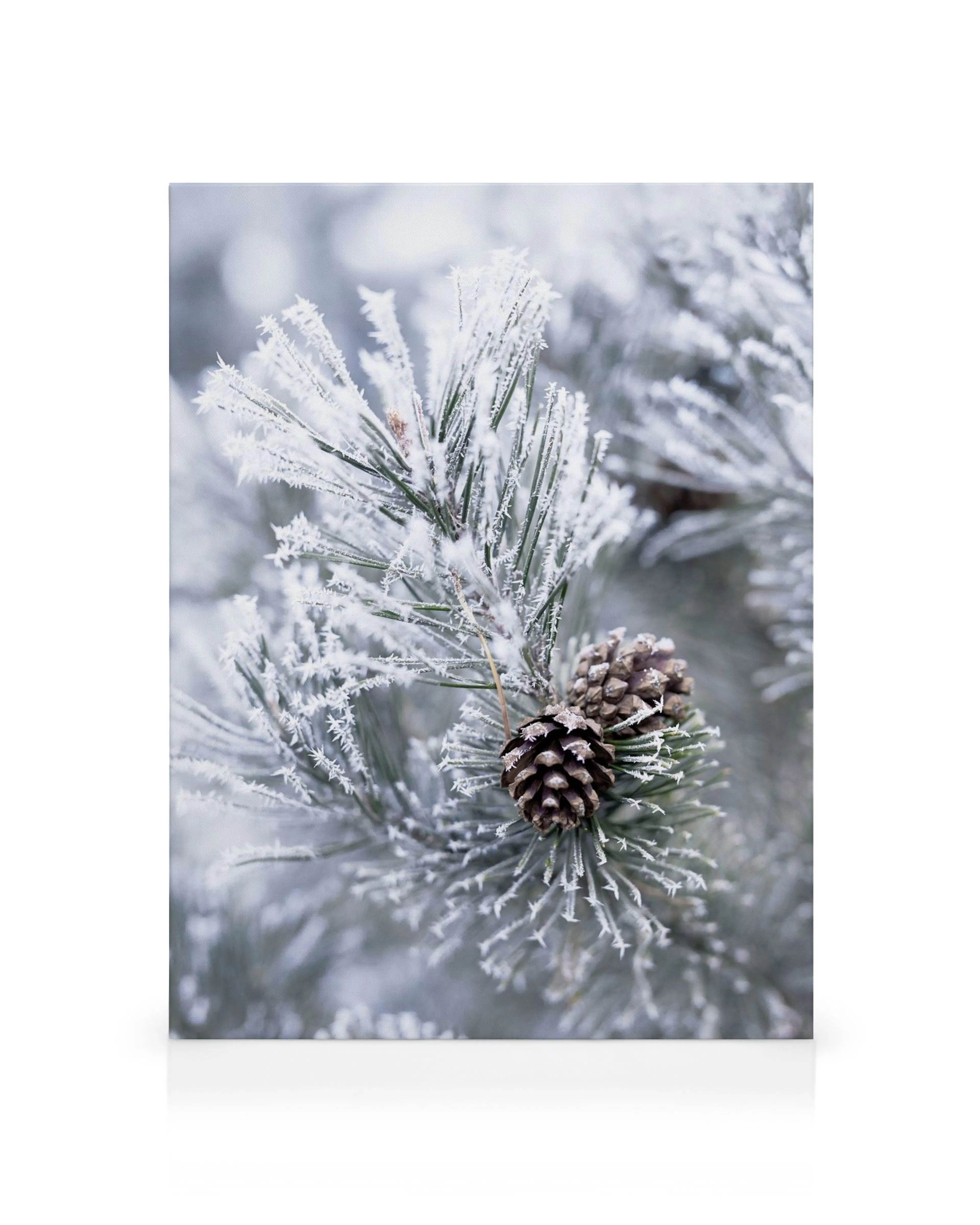 Pigne marroni e aghi di pino ghiacciati con cristalli di ghiaccio. Arte da parete con pino invernale.