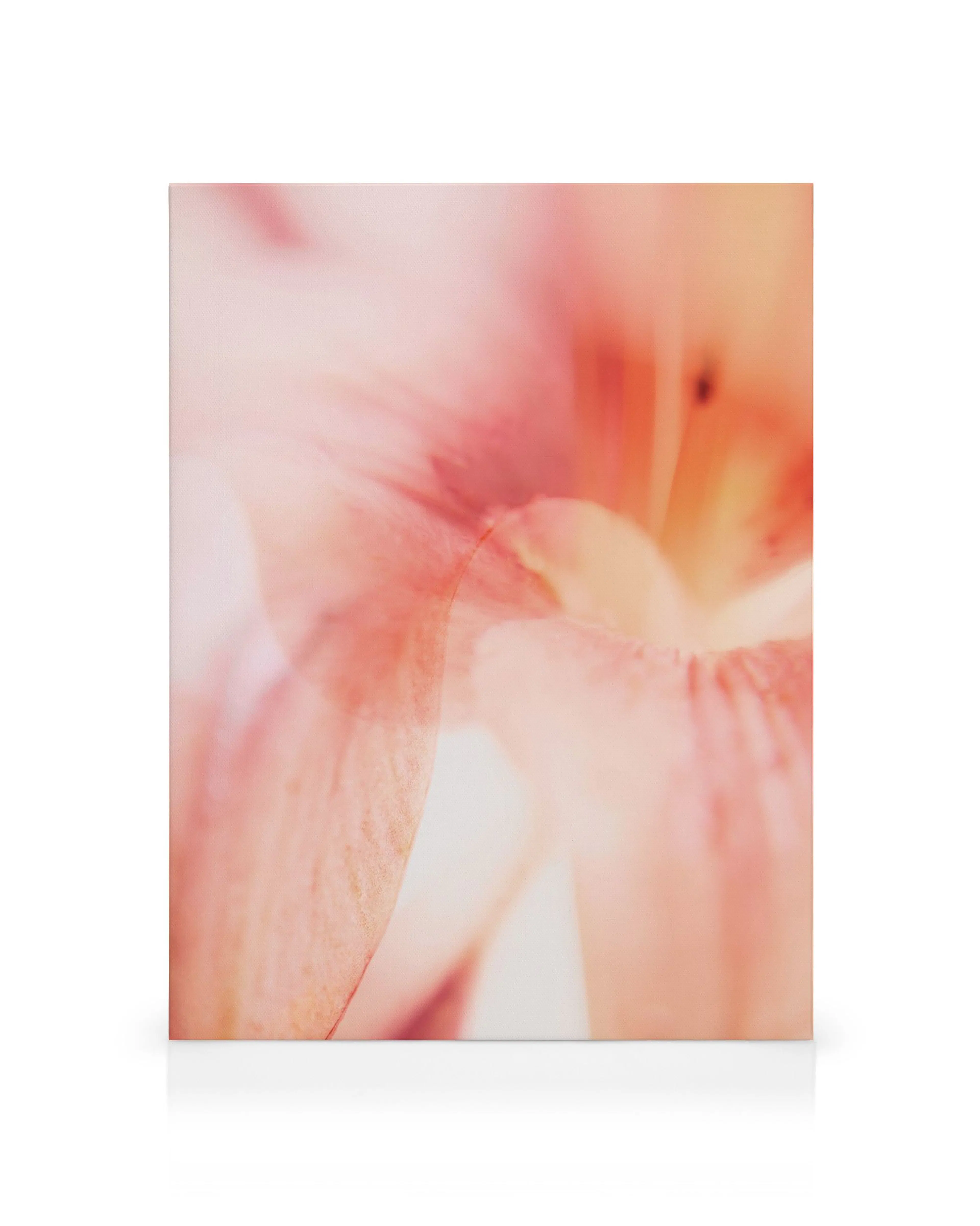 Lienzo de flor de lirio coral rosa y naranja, estilo botánico suave y abstracto sobre fondo blanco.