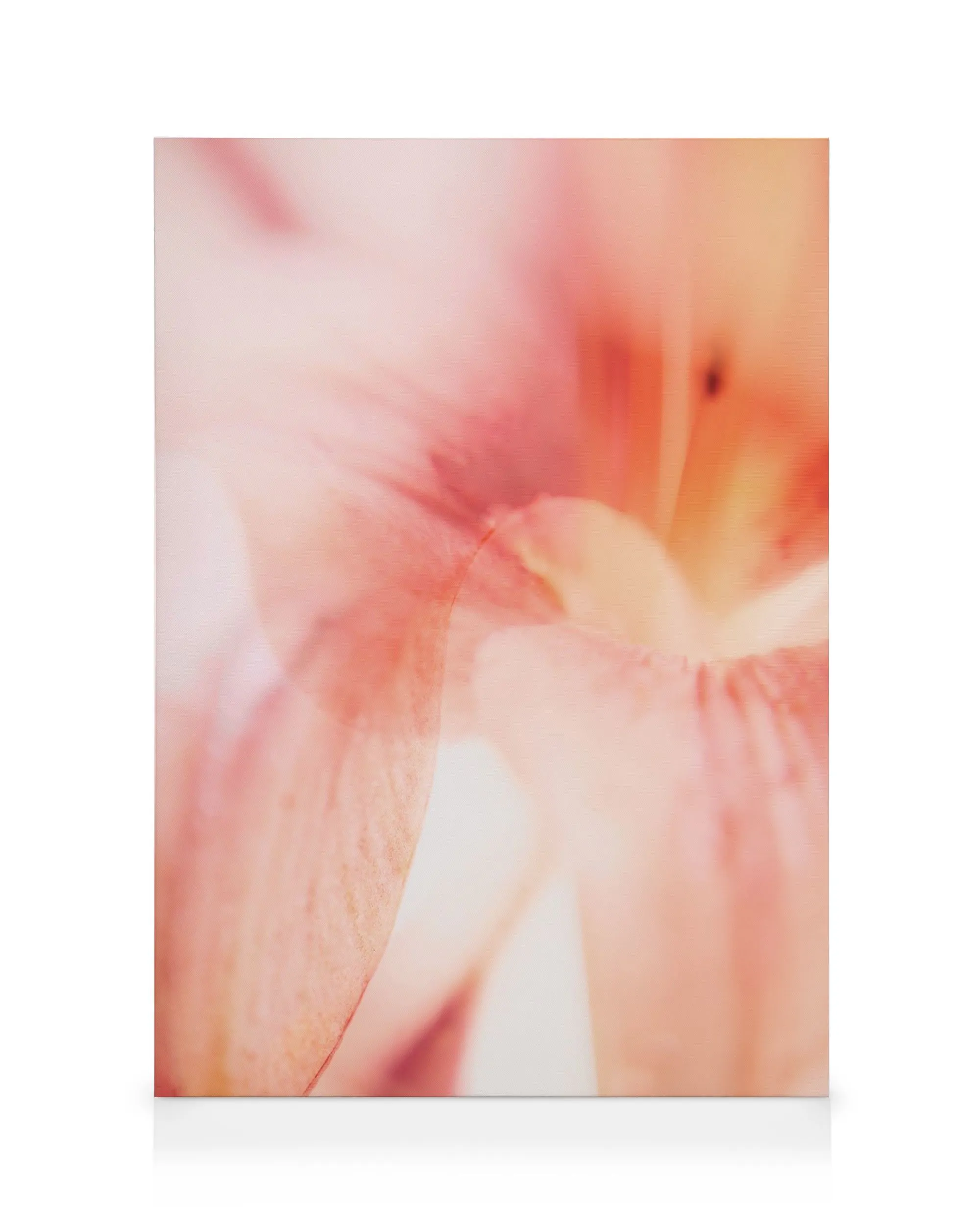 Korallenlilie Leinwandbild, Nahaufnahme einer hellrosa Lilienblüte mit weichen, verschwommenen Blütenblättern