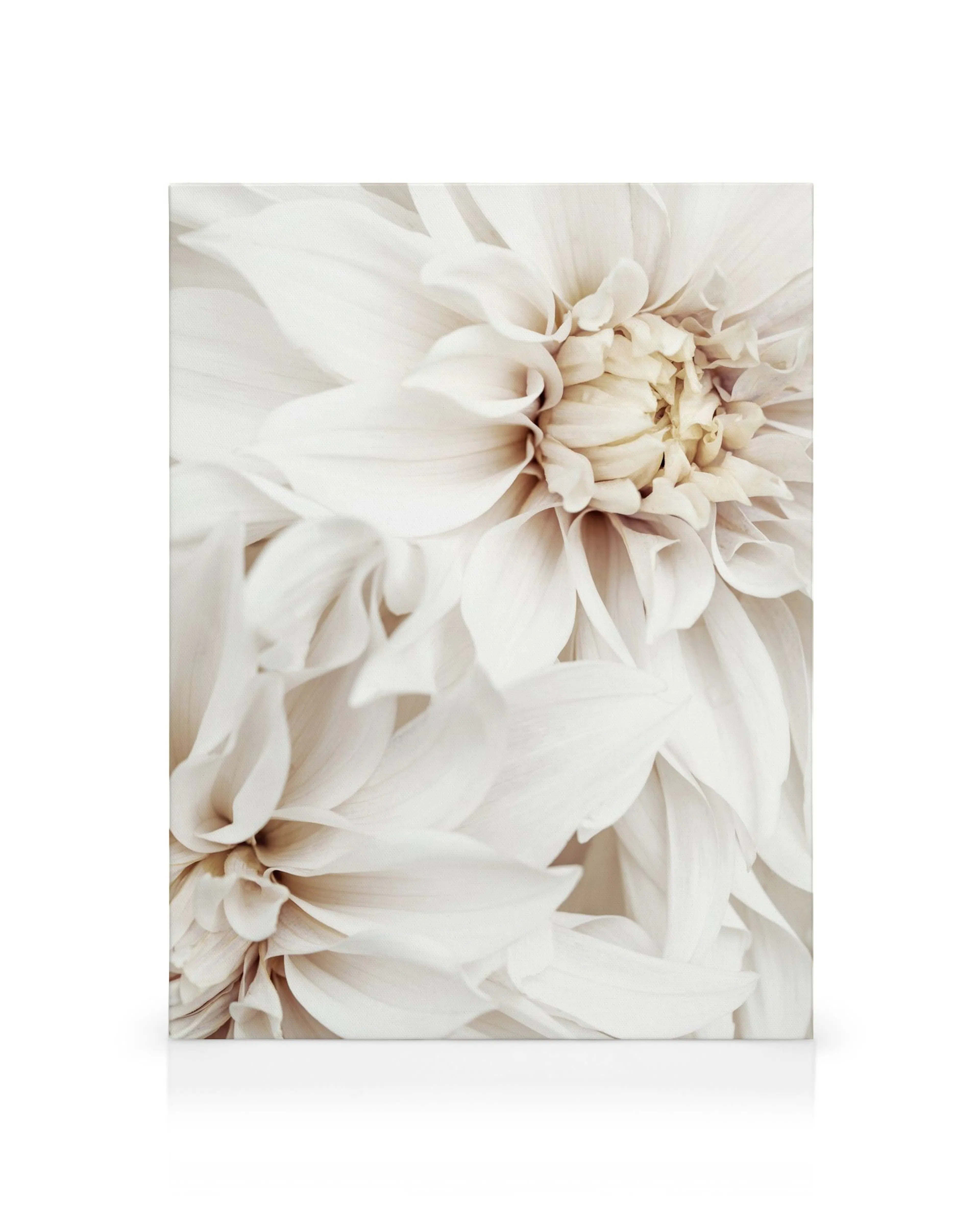 White dahlias canvas print featuring two large white flowers with delicate petals on a beige background, floral canvas art.