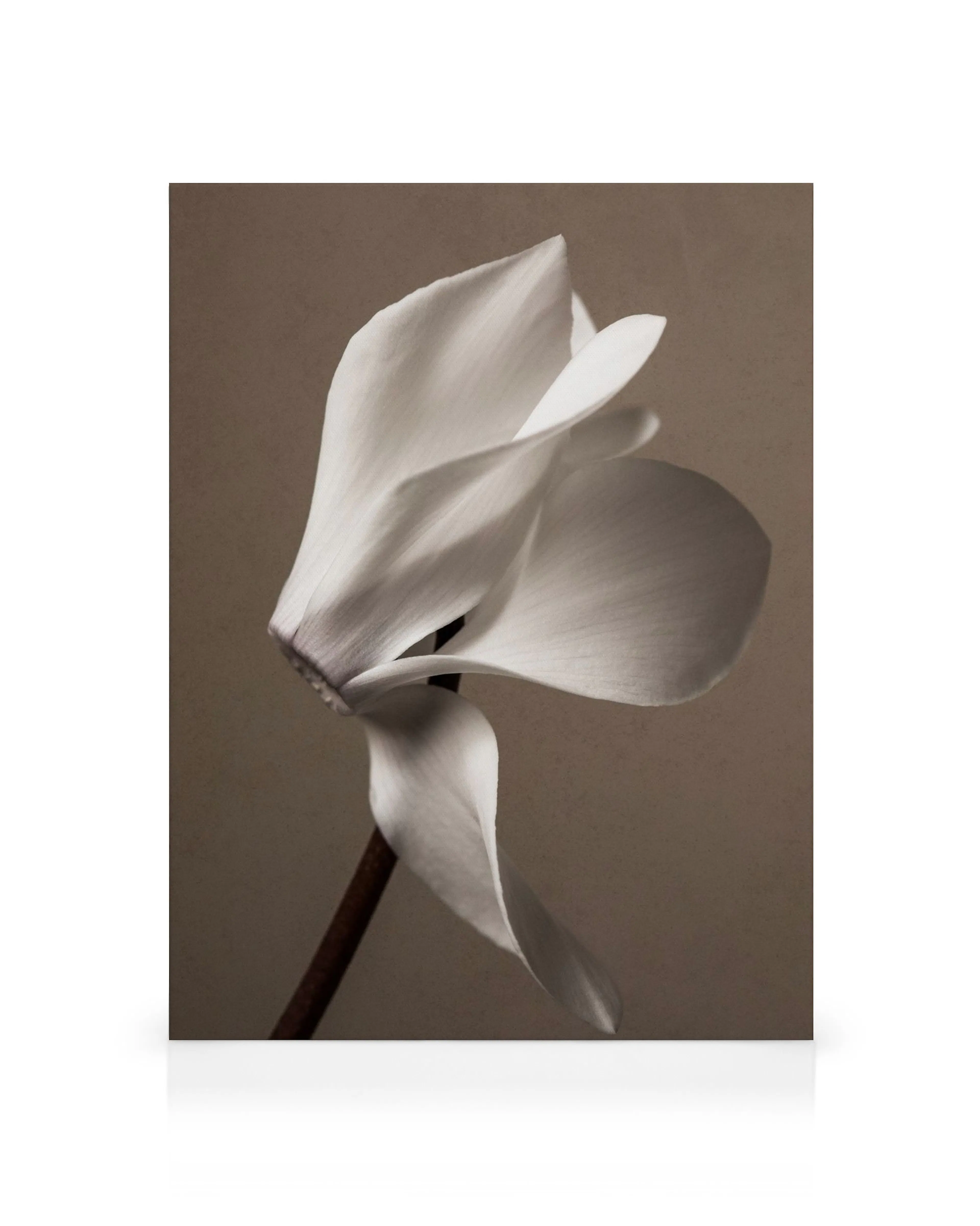 Tela de flor branca monocromática de close-up com pétalas delicadas e efeito granulado, design minimalista.