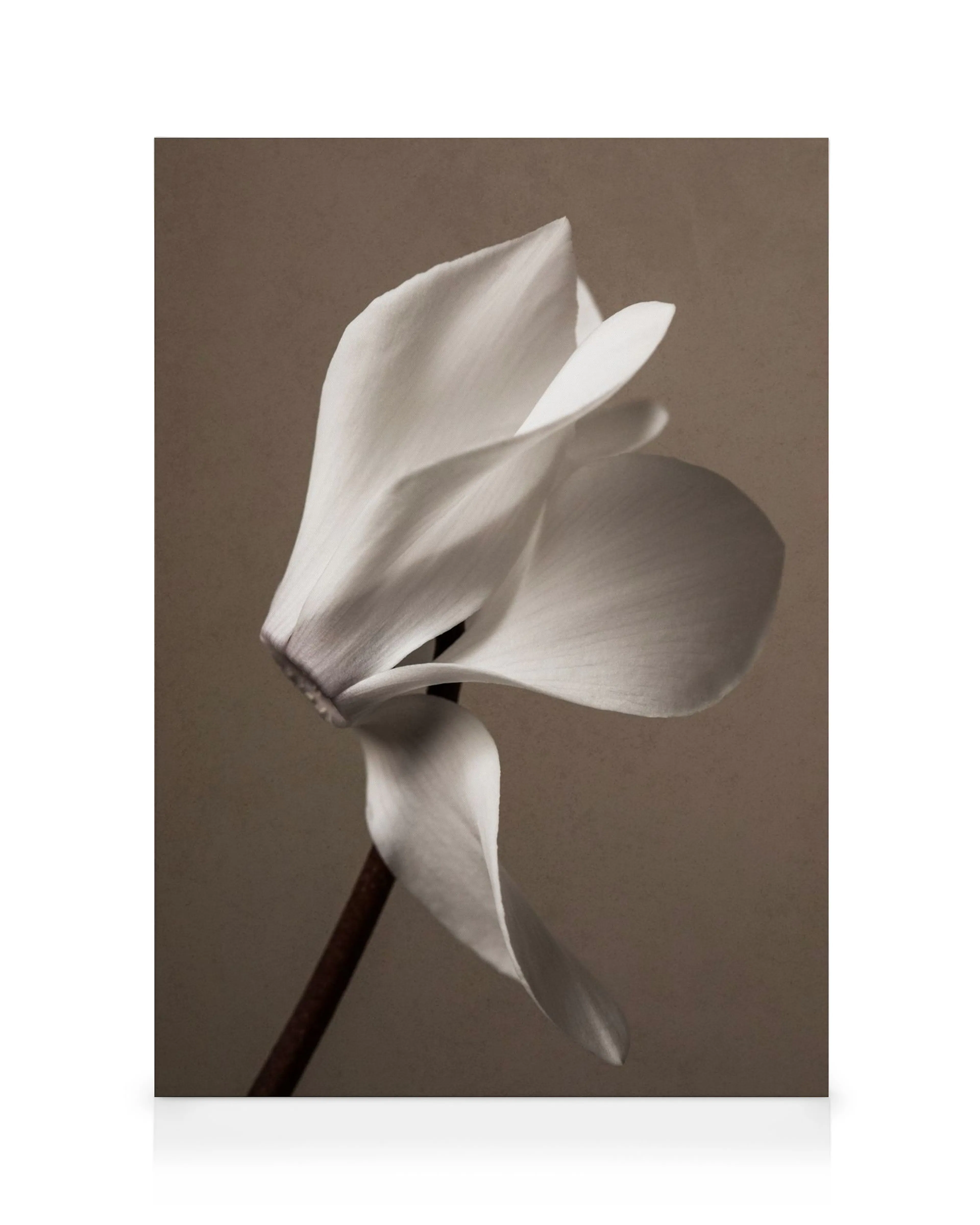Elegant Blossom Canvas: white cyclamen flower with flowing petals on a deep brown background, minimalist aesthetic.