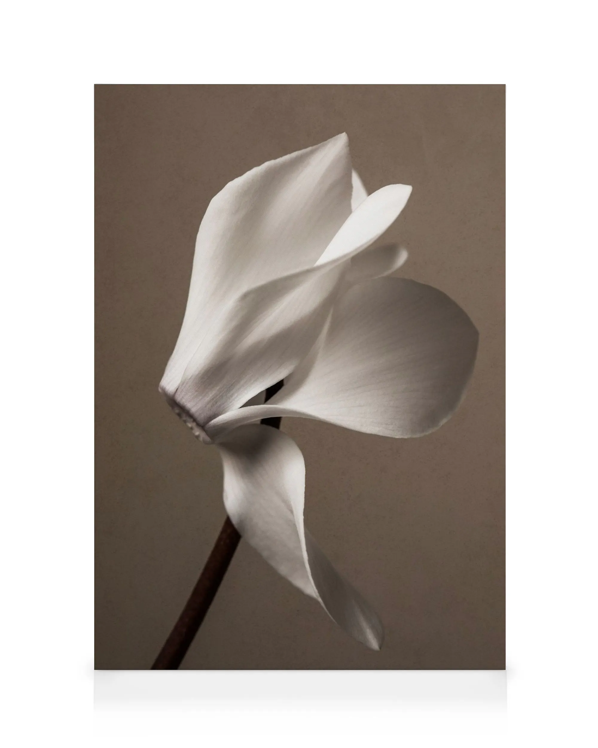 Monochromes Leinwandbild einer eleganten weißen Blüte mit geschwungenen Blütenblättern, minimalistisches Blumenmotiv.