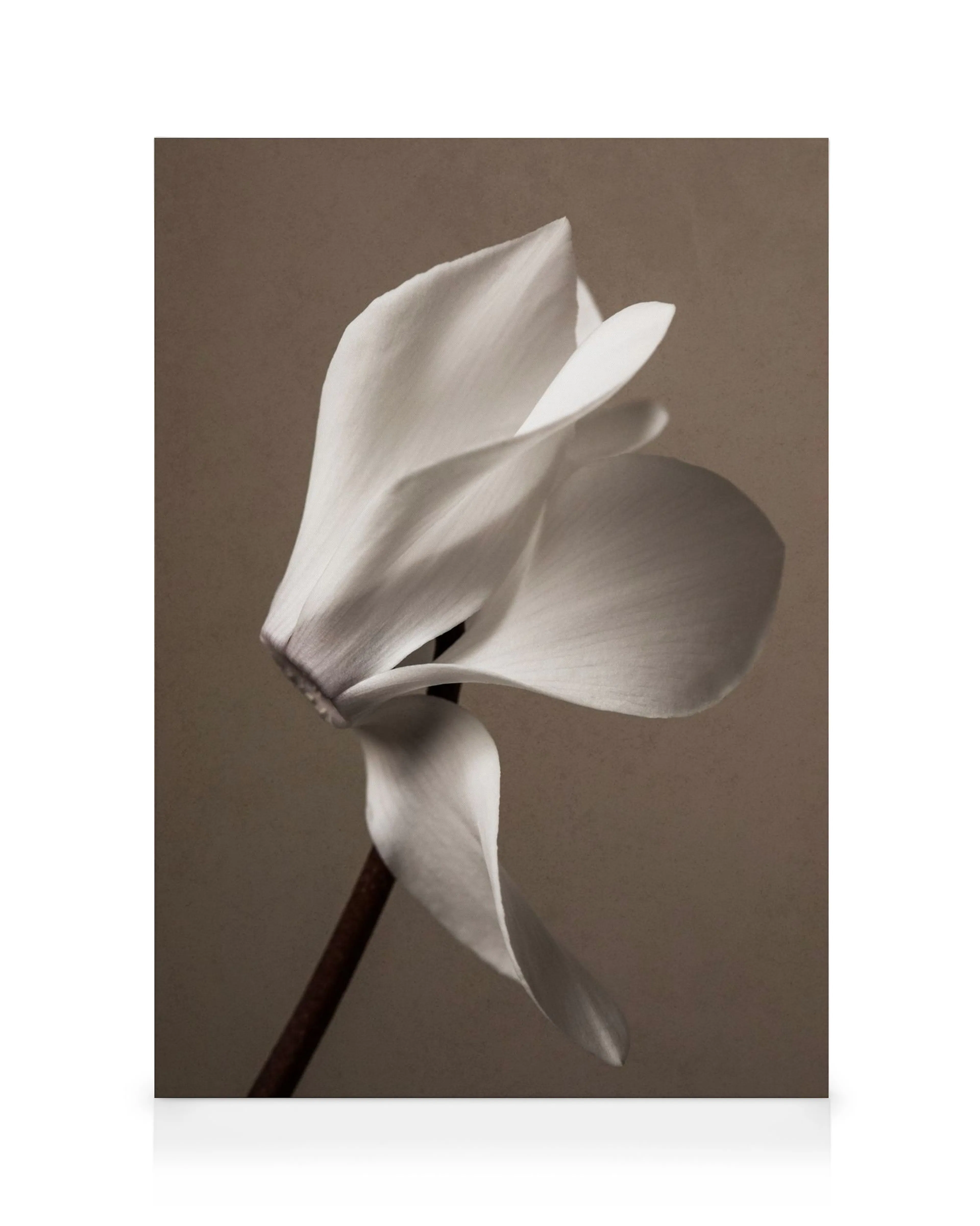 Monochromes Leinwandbild einer eleganten weißen Blüte mit geschwungenen Blütenblättern, minimalistisches Blumenmotiv.