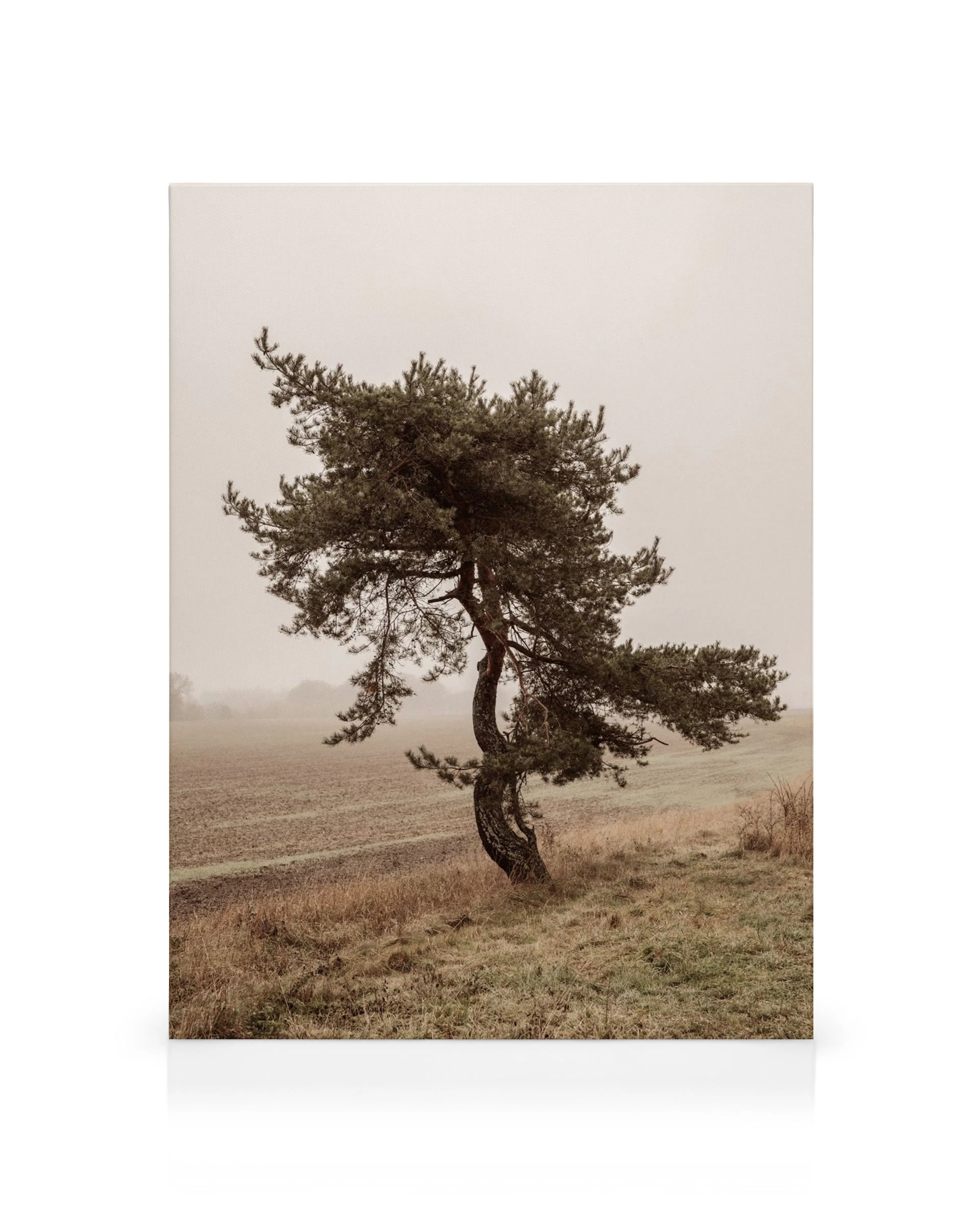 Toile photo dun arbre isolé dans un paysage brumeux et champêtre, dans des tons de vert, beige et marron