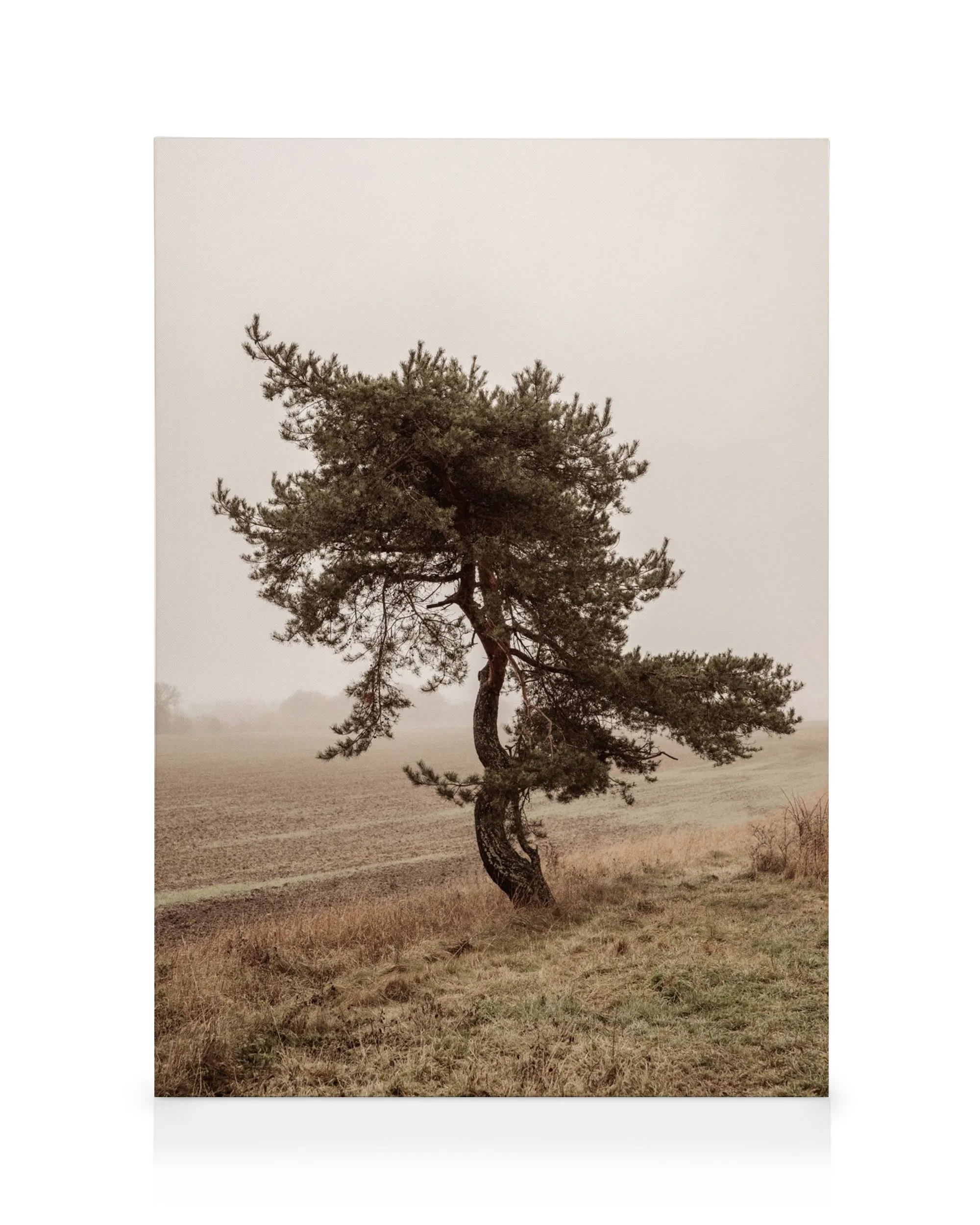 Toile photo dun arbre isolé dans un paysage brumeux, aux teintes naturelles et à laspect granuleux