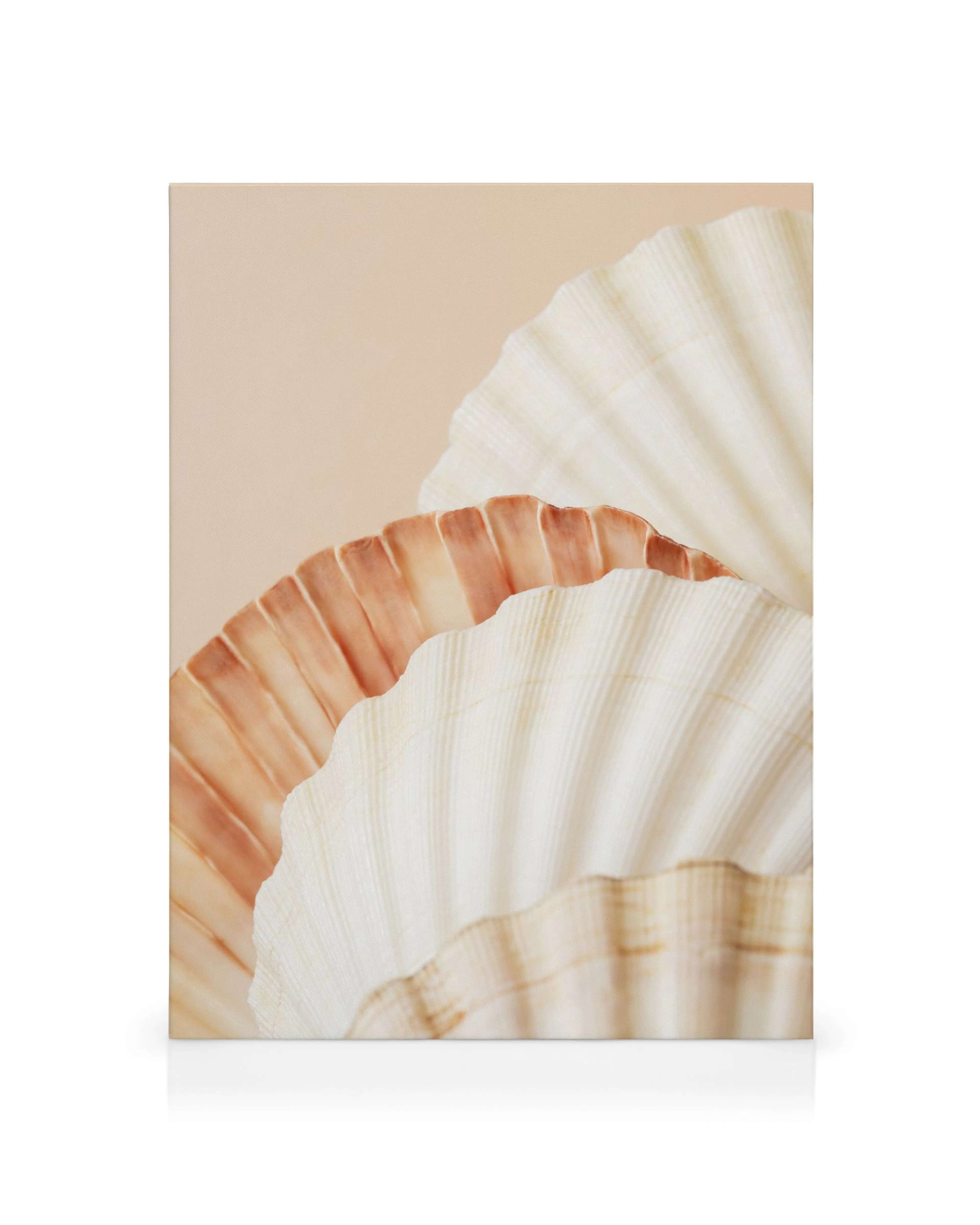 Close-up of a shell collection, with off-white and light brown fan-shaped shells overlapping on a beige background