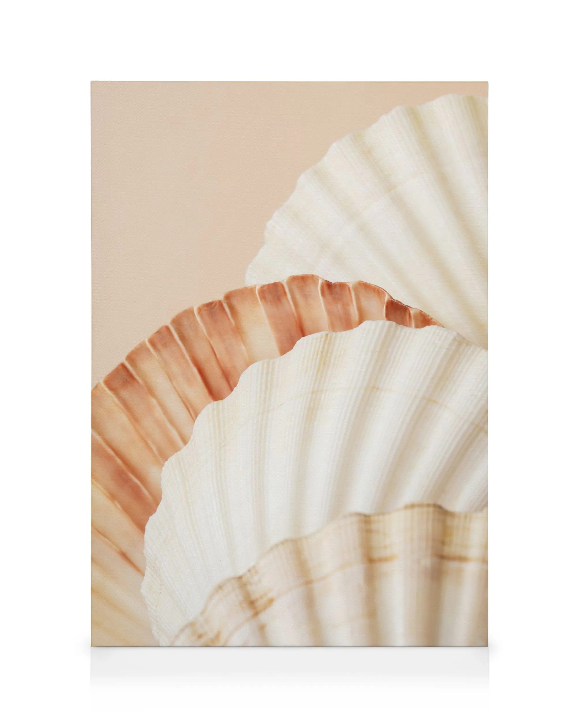 Stampa su tela con conchiglie chiare e scure, colori naturali, a ventaglio, texture visibile, tema marino.