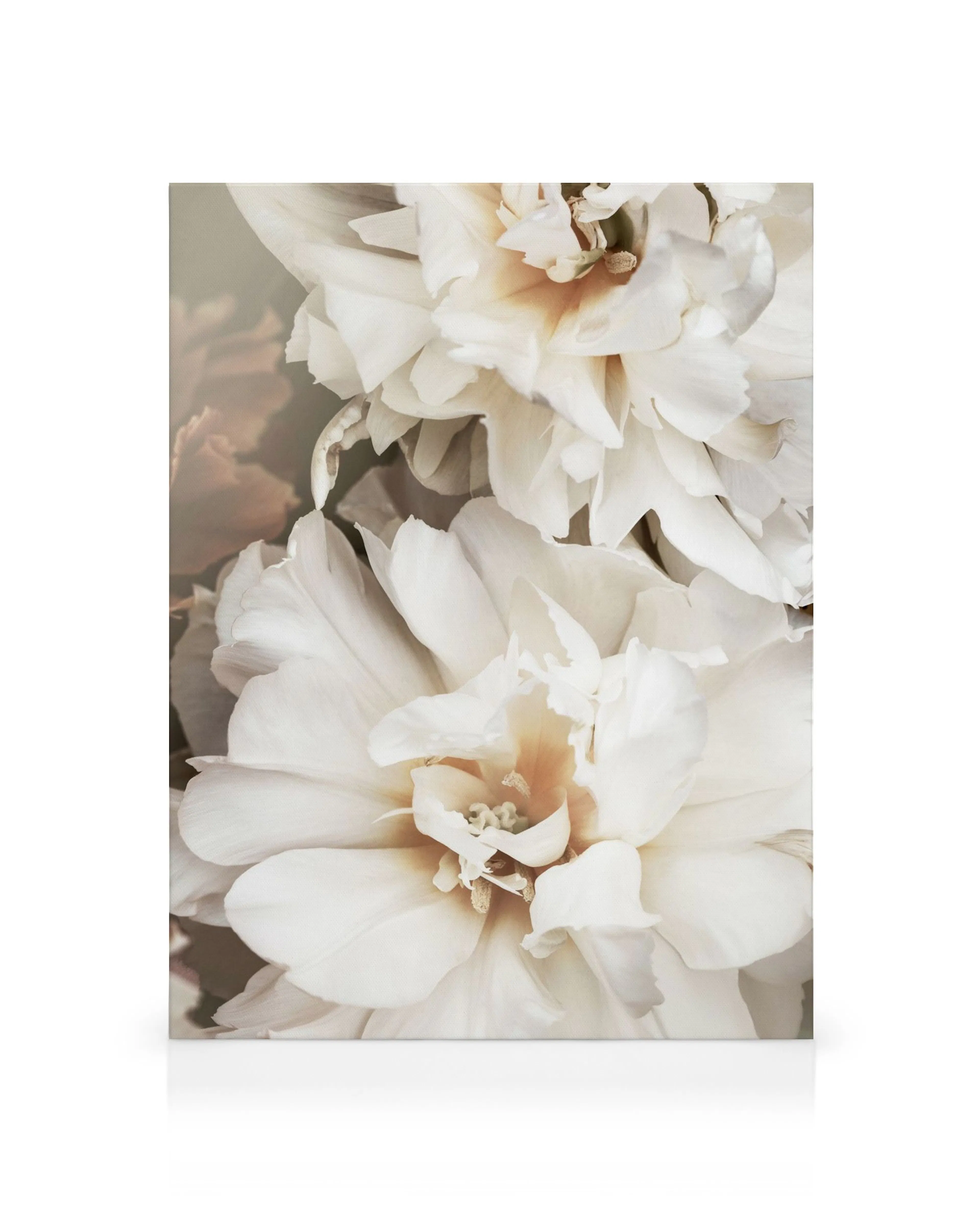 Pétalos blancos superpuestos con iluminación suave y natural, arte floral fresco, ideal para decoración de interiores.
