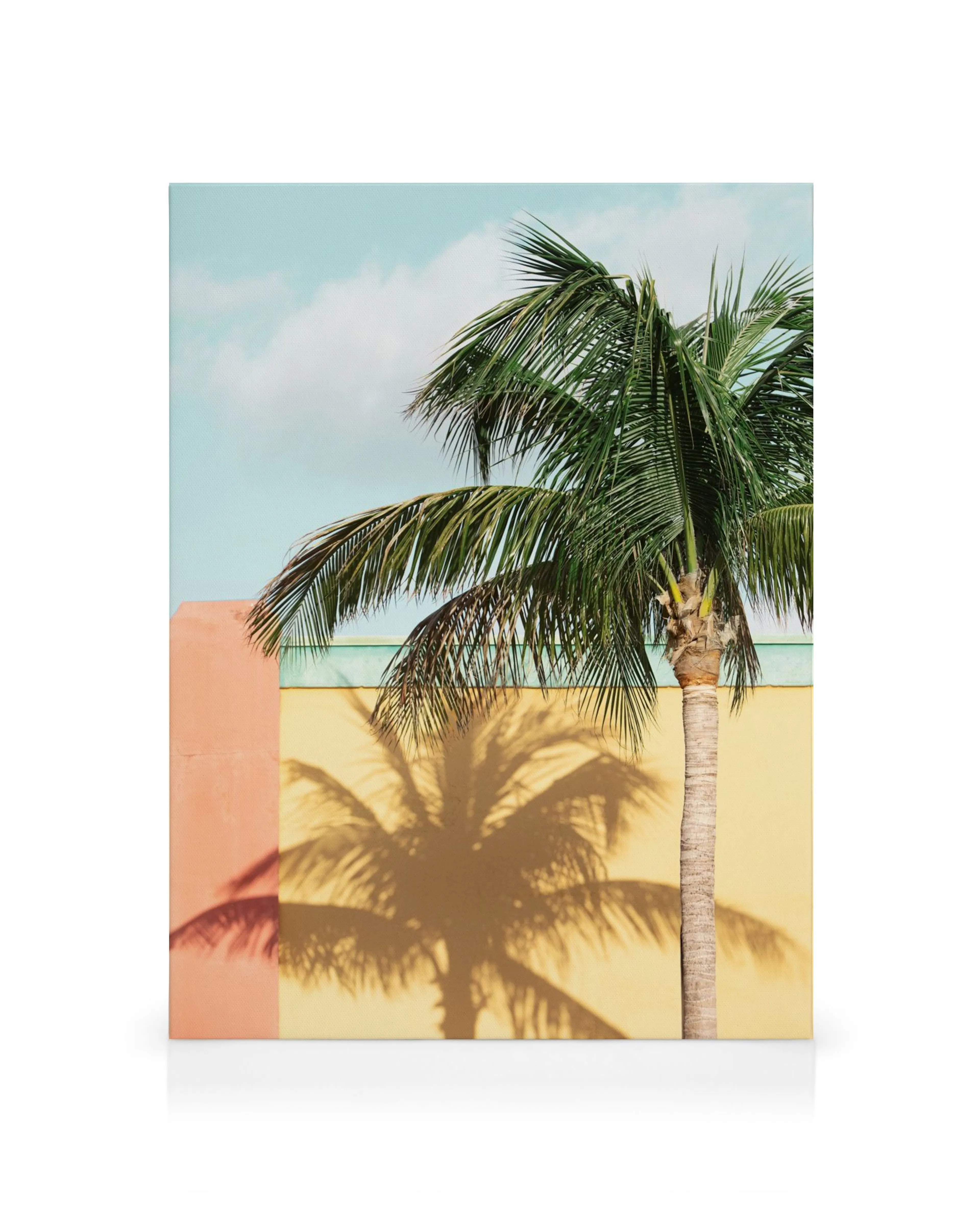 Canvas palmboom met schaduw op gele muur en roze hoek, blauwe lucht, witte wolken.