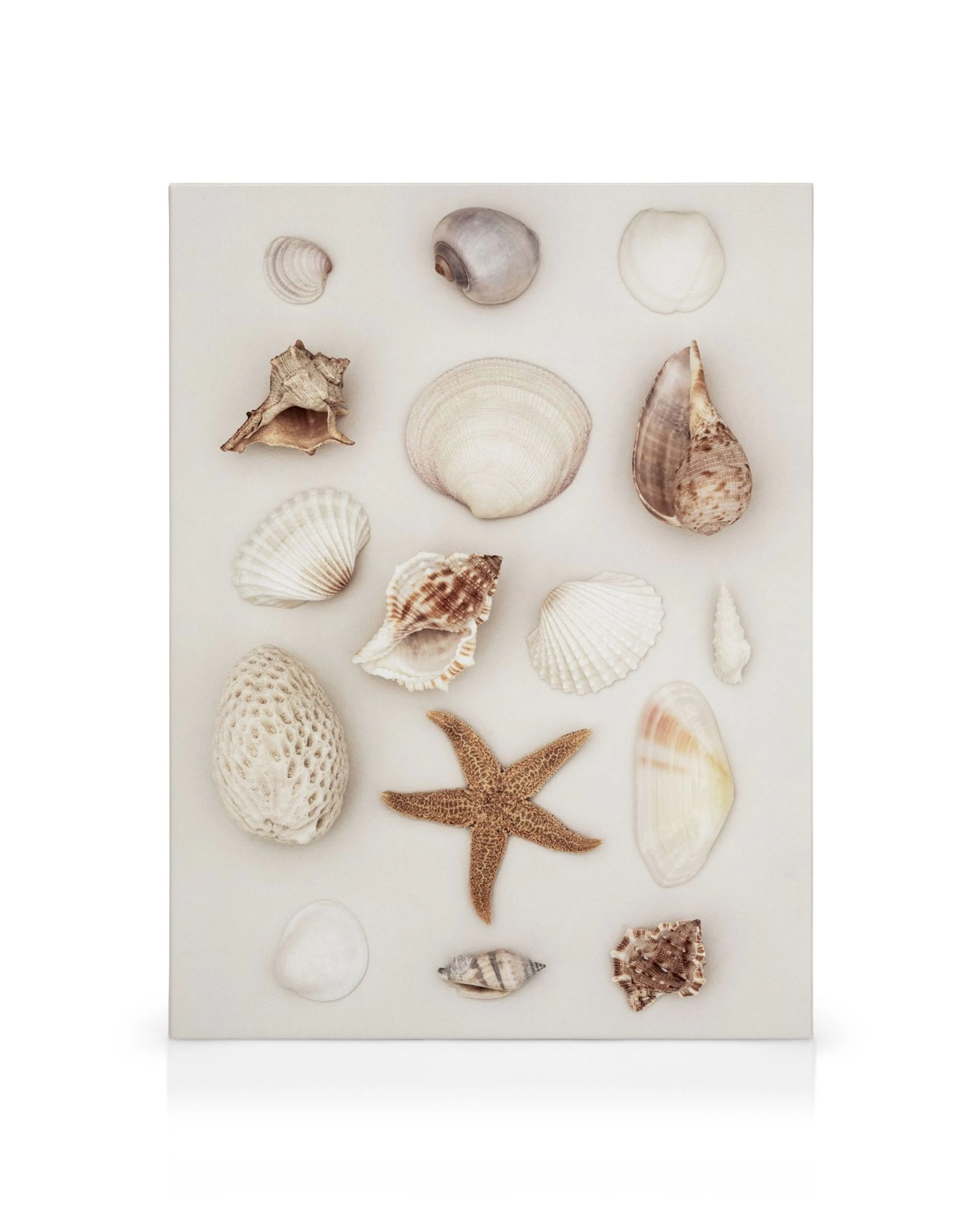 Coastal decor canvas with various seashells and a starfish on a cream background, featuring natural tones.
