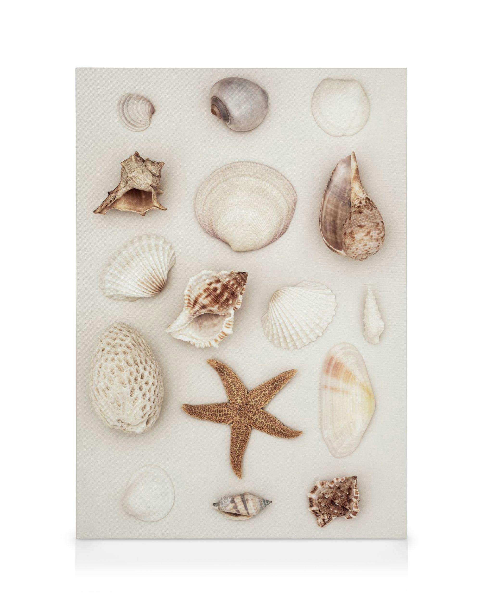 Canvas Prints Seashells and Starfish Canvas (30x40 cm)