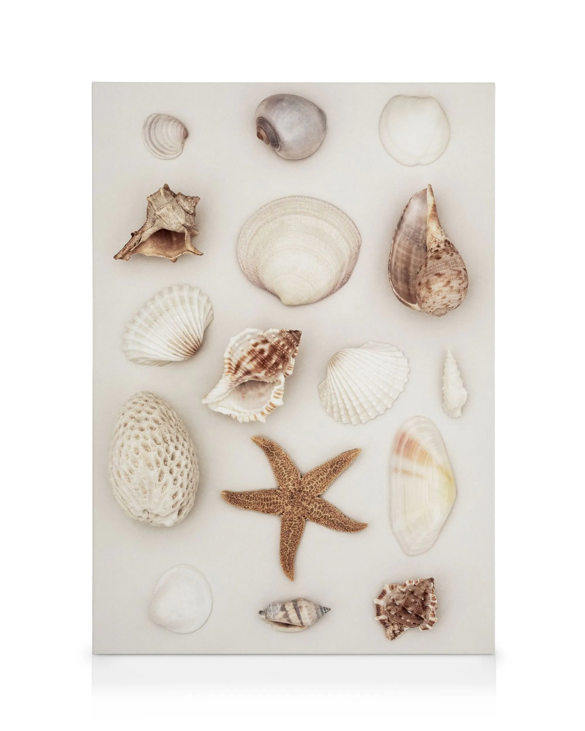 Muscheln und Seestern auf beigem Hintergrund, maritime Stranddekoration
