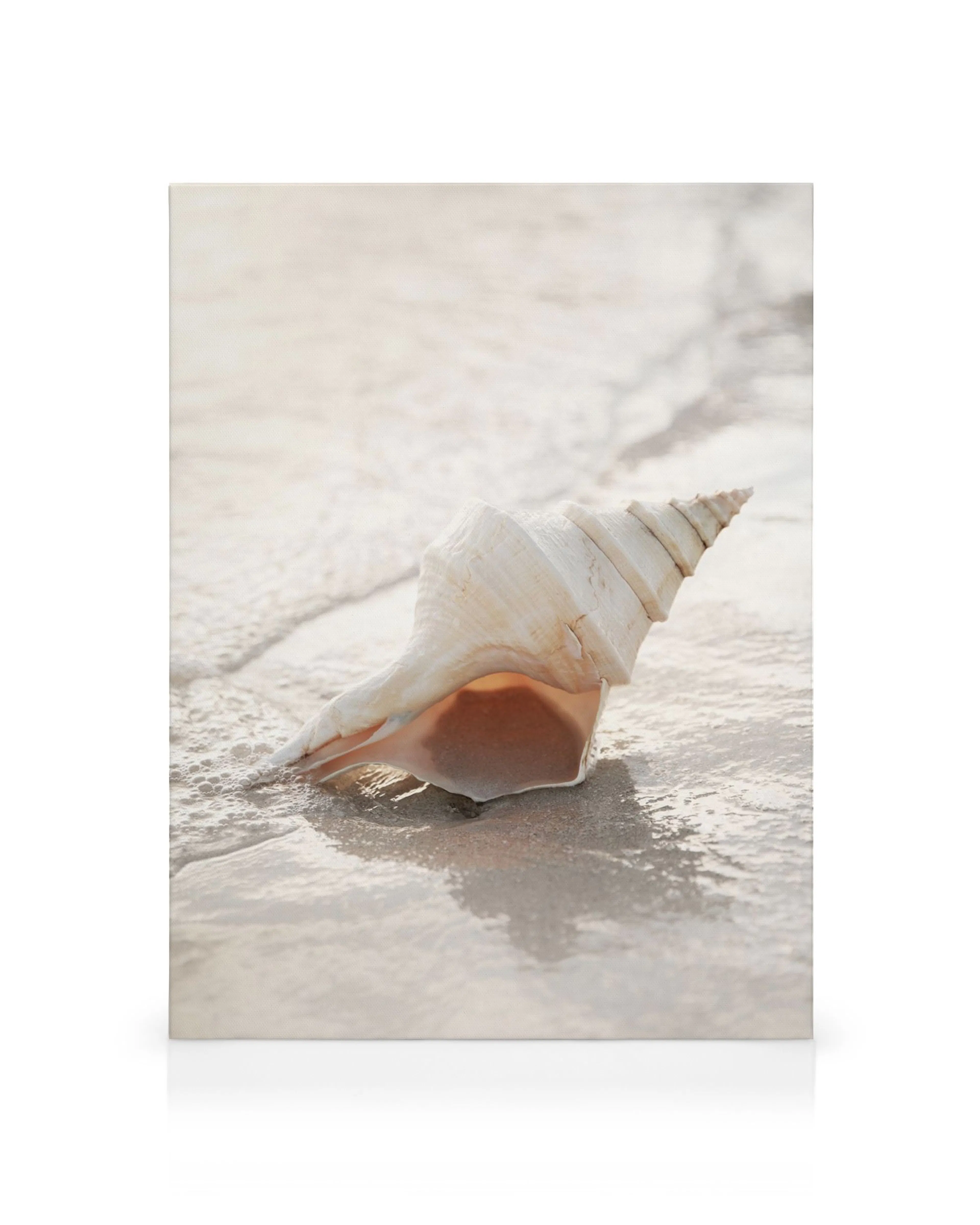 Witte spiraalschelp op nat zand, close-up canvas met perzikkleurig interieur, stranddecoratie