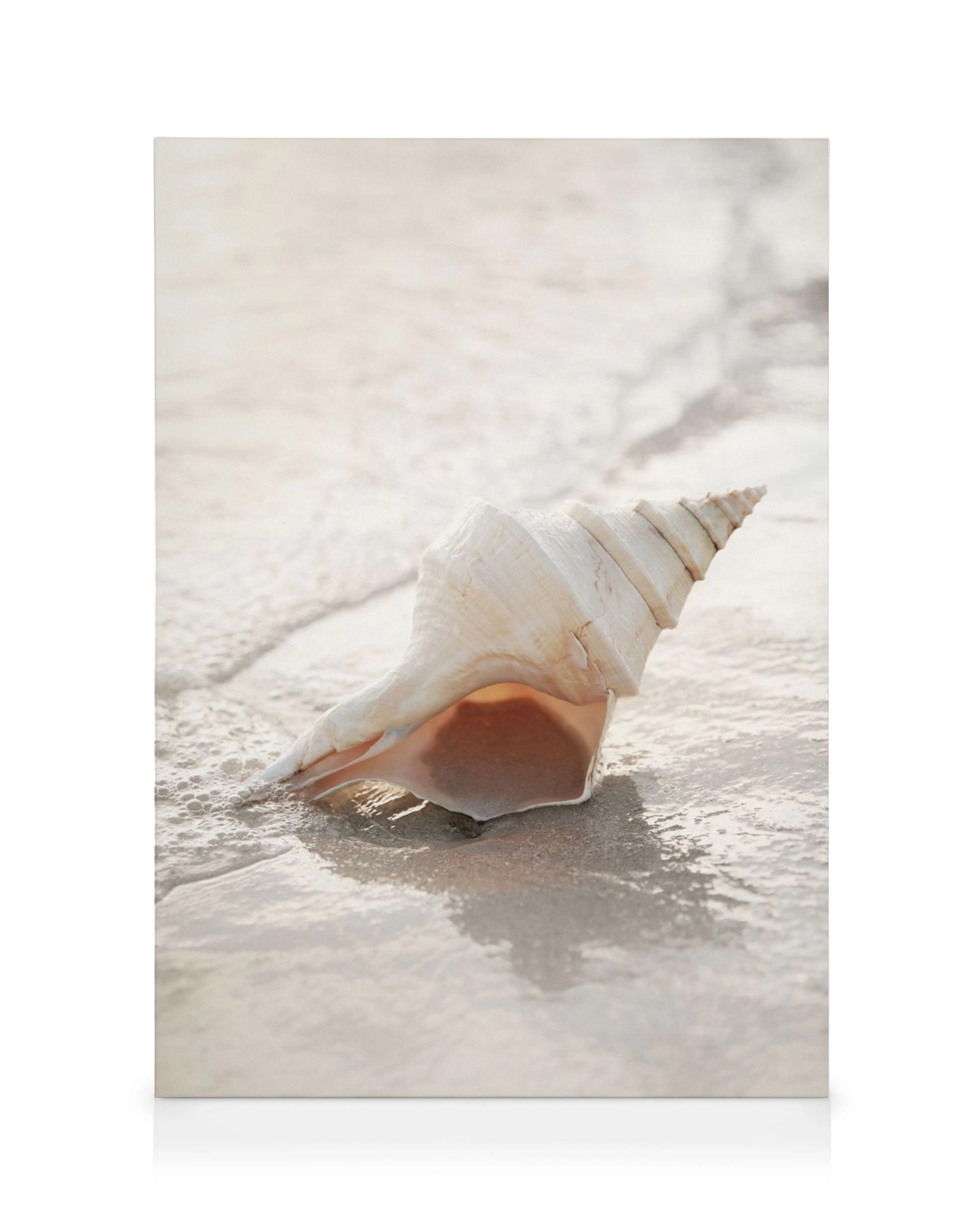 Nahaufnahme eines spiralförmigen weißen Muschelfotos mit pfirsichfarbenem Inneren auf nassem Sand, weiche Strandatmosphäre.