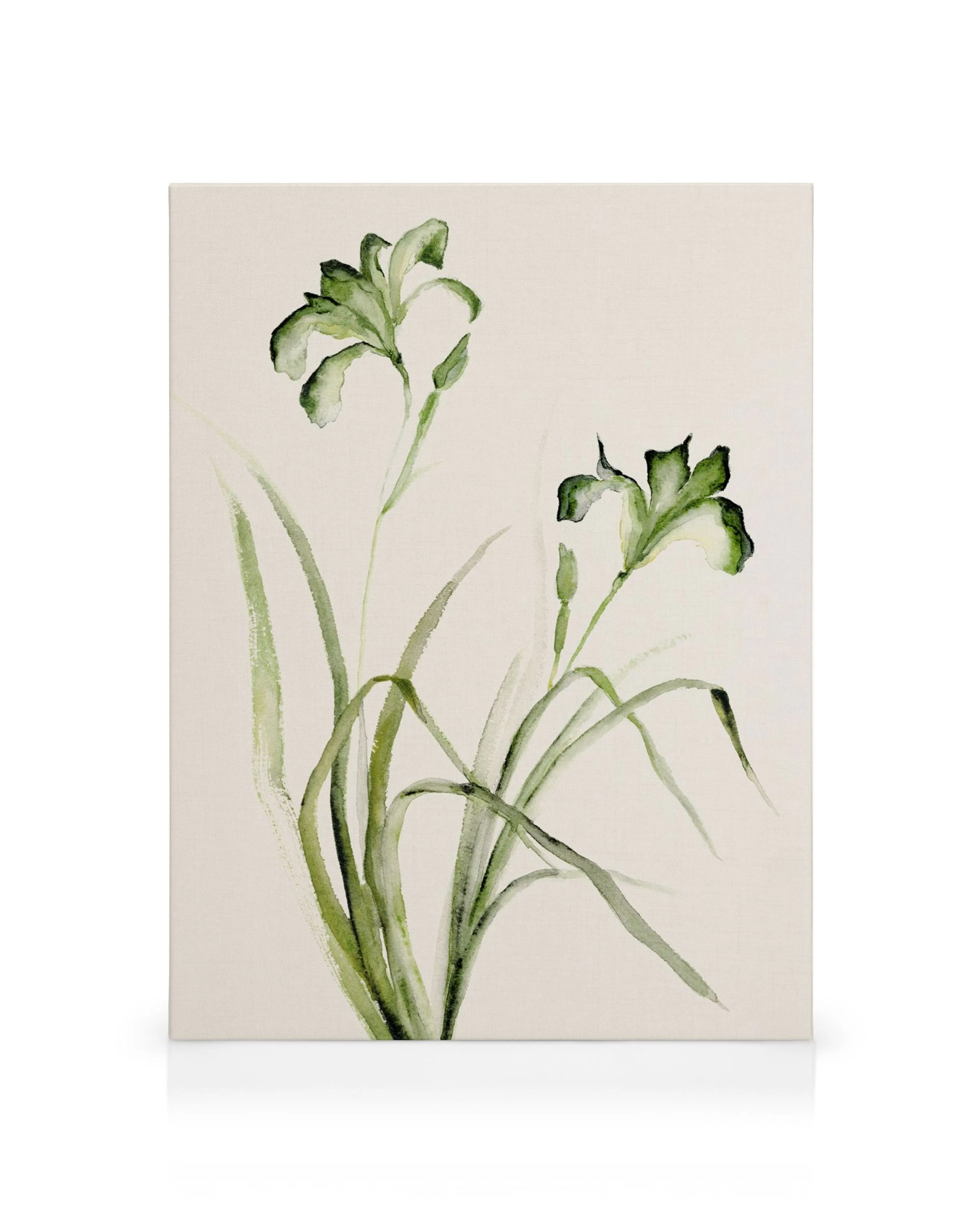 Watercolor green irises with pointed leaves on a light beige background, soft botanical art.